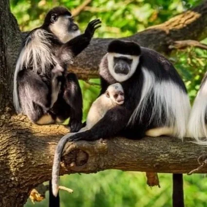colobus-monkeys-rwanda-750x450.jpg
