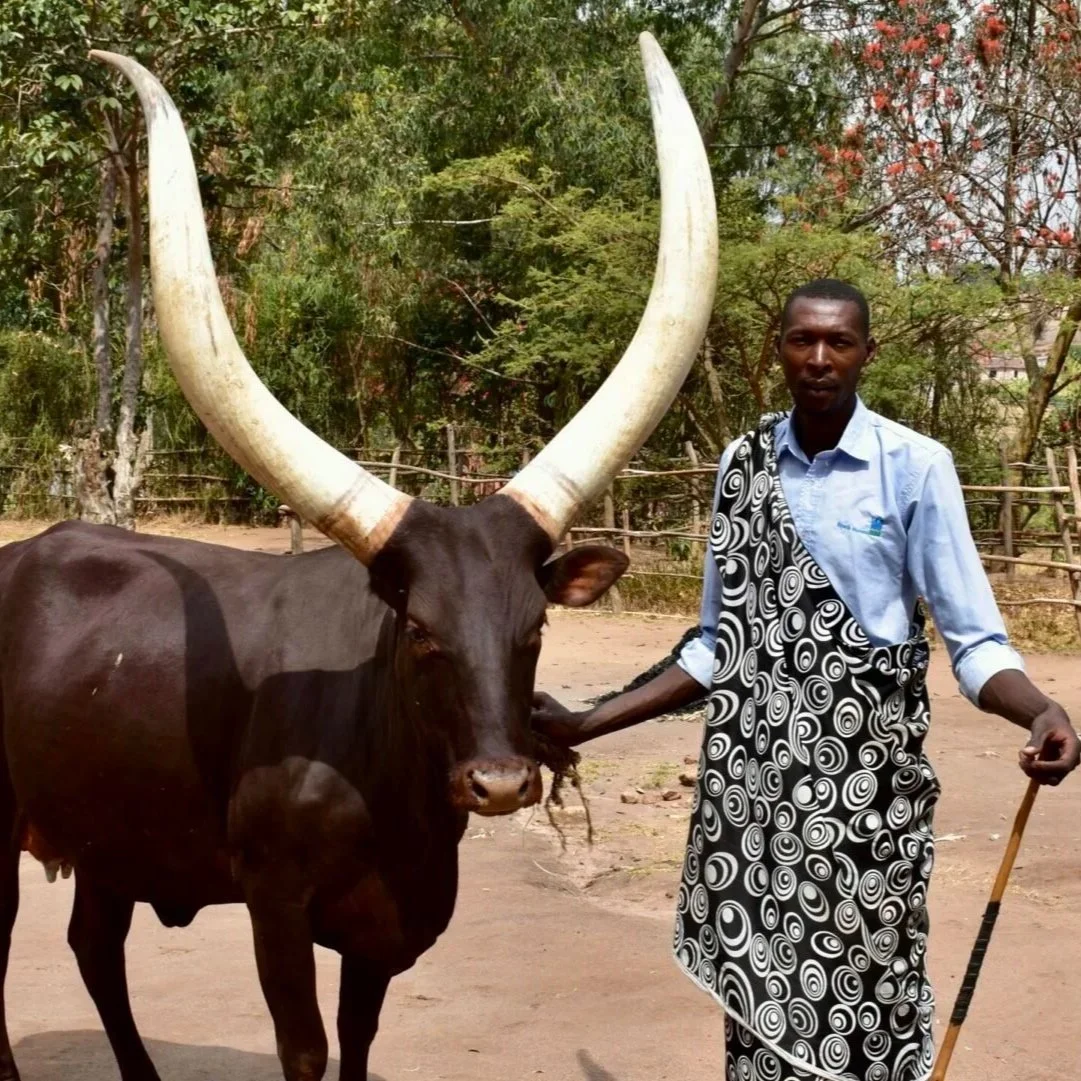 Inyambo-Cattle-scaled-e1721751536907.jpg
