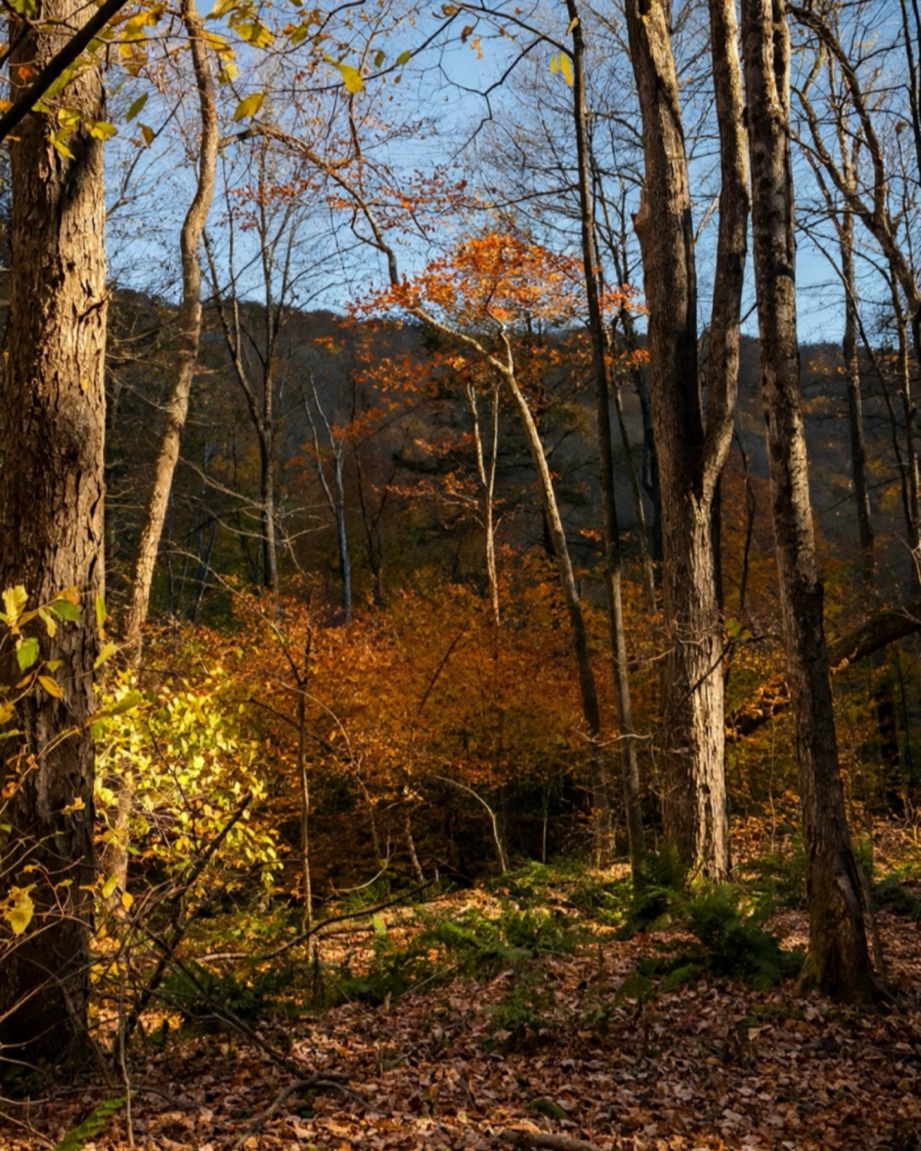 IMG_6950.png