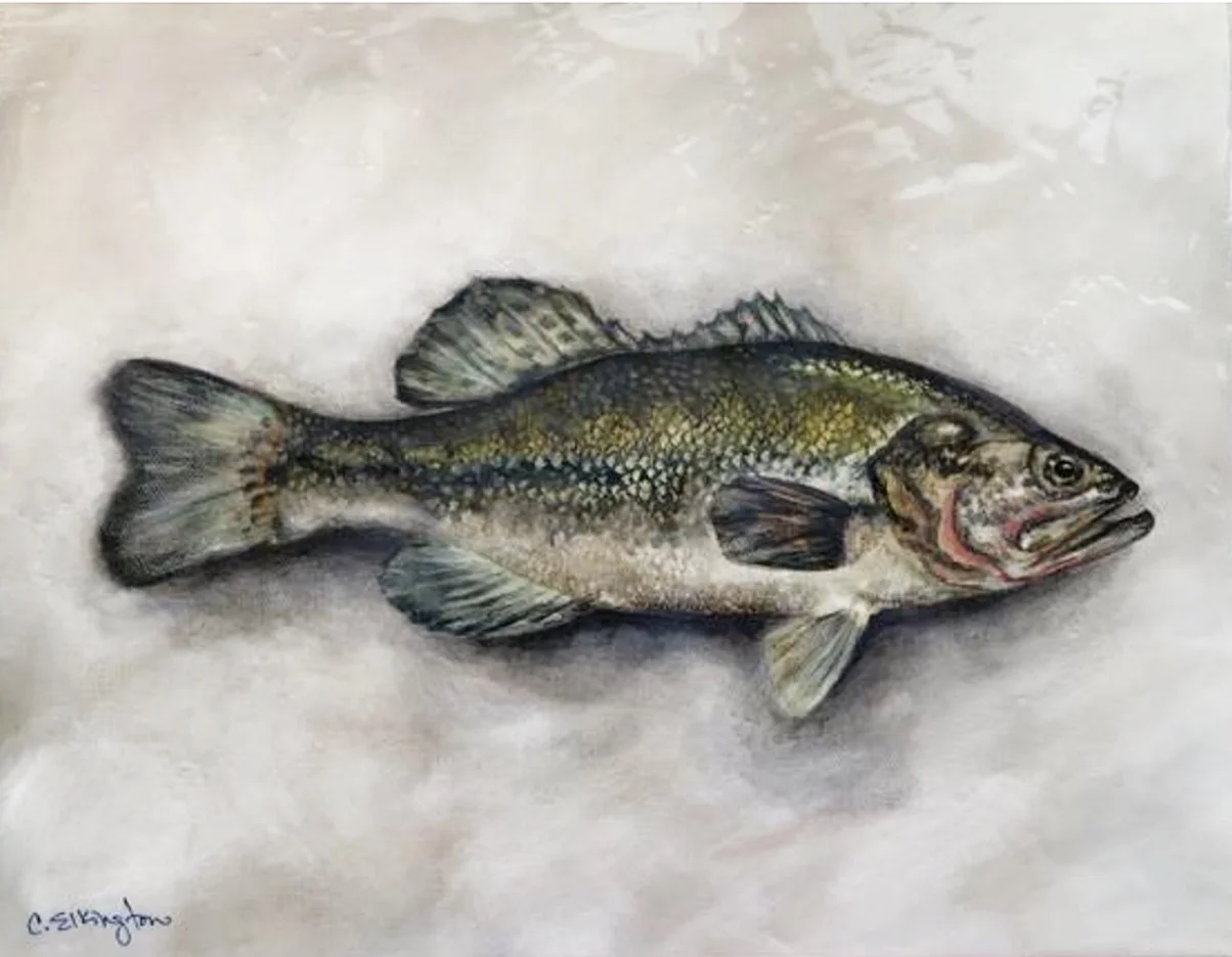 Large Mouth Bass, Oil on Canvas, 11" x 14"