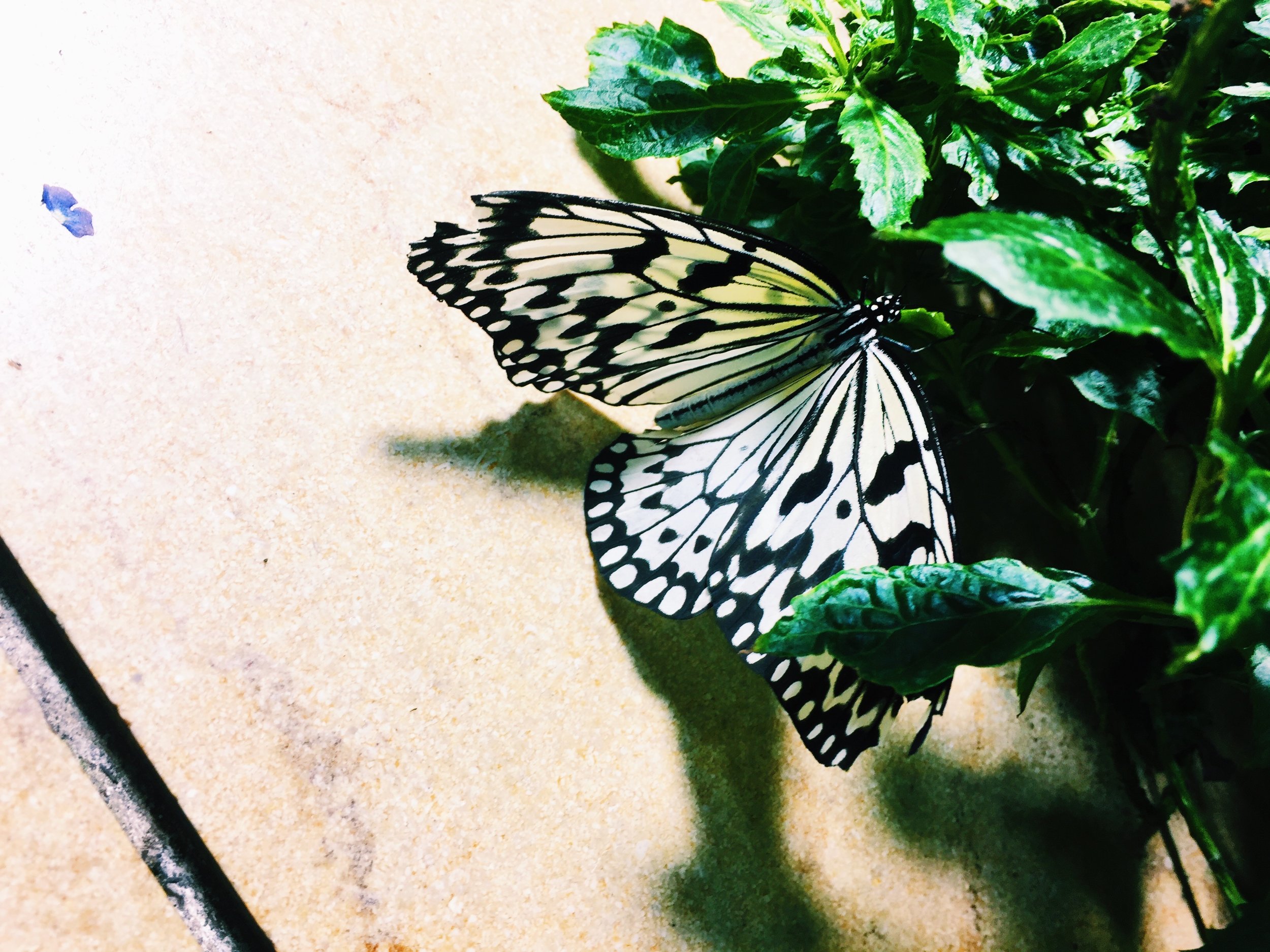 A Resurrection Lesson From Butterflies
