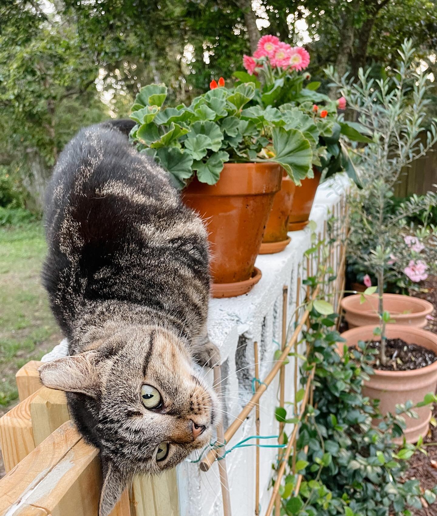 I can&rsquo;t believe I have so much cat content on my phone. I can&rsquo;t believe I&rsquo;m becoming a &hellip; cat person. 🐱😬🫣🫠