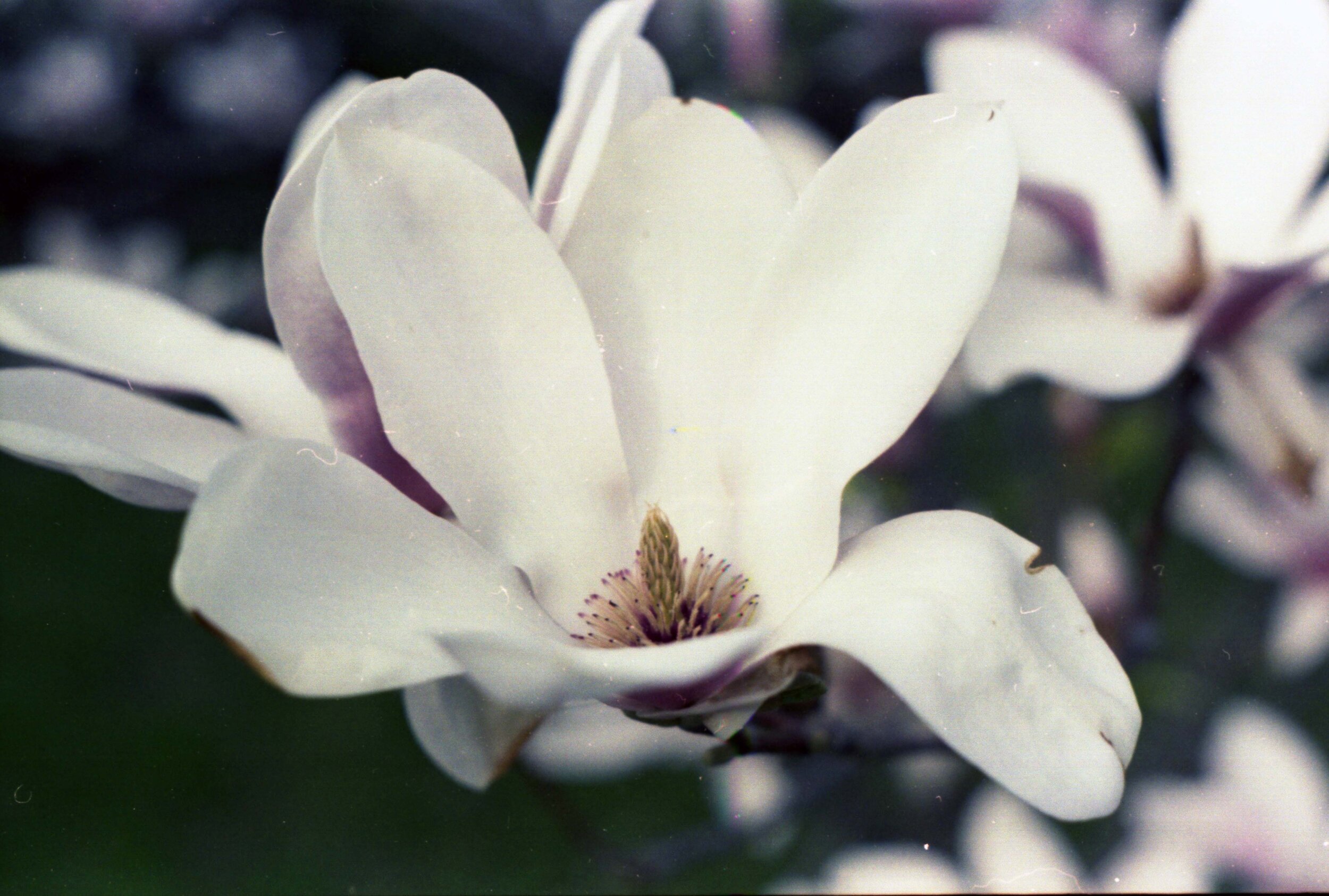 Magnolia