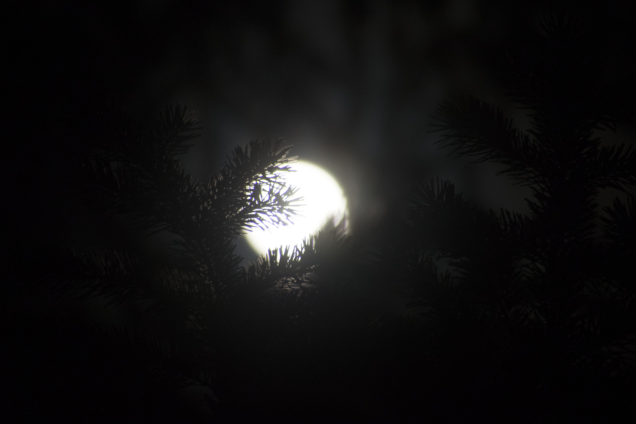 Moon in Pine