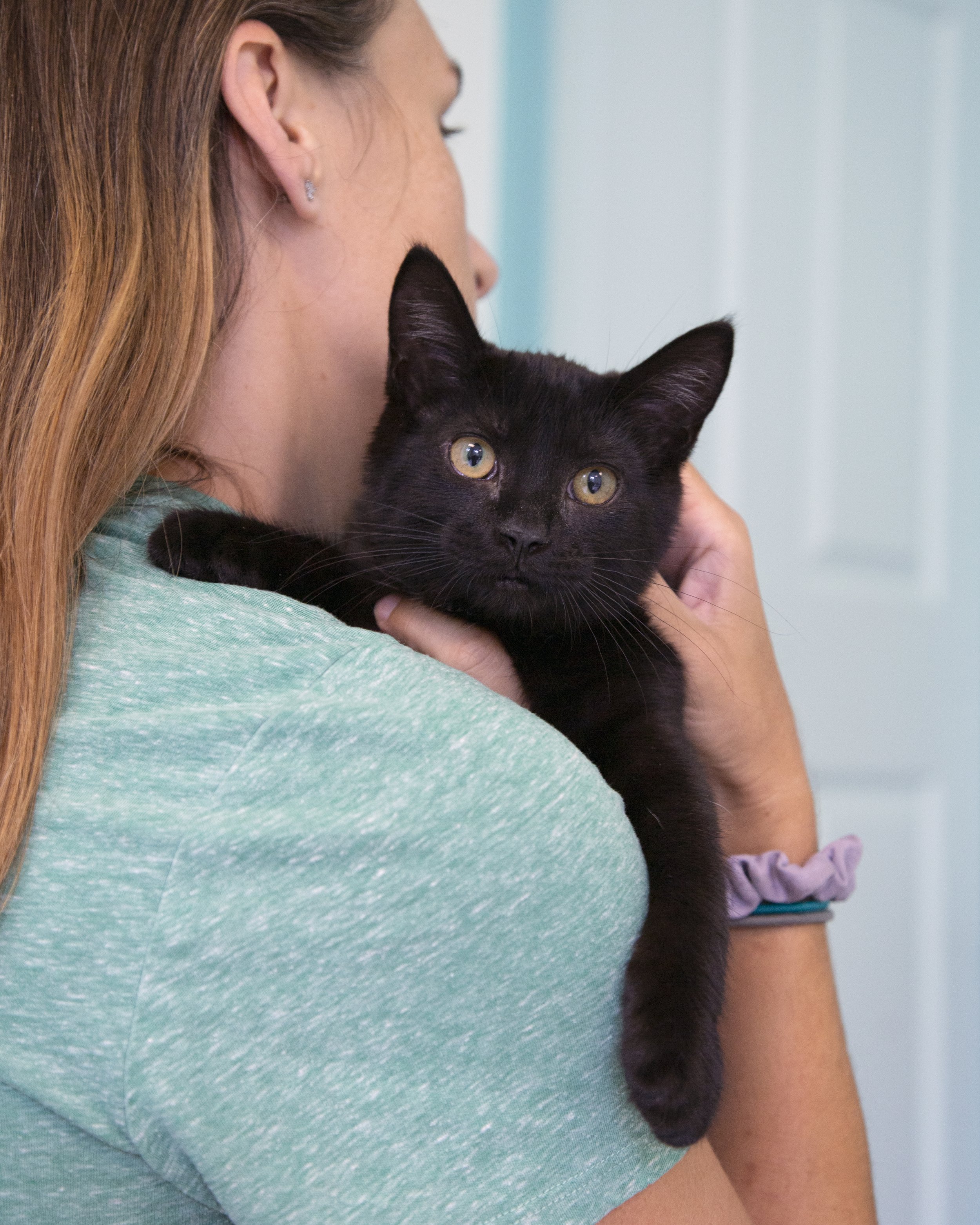 Trap-Neuter-Return Program