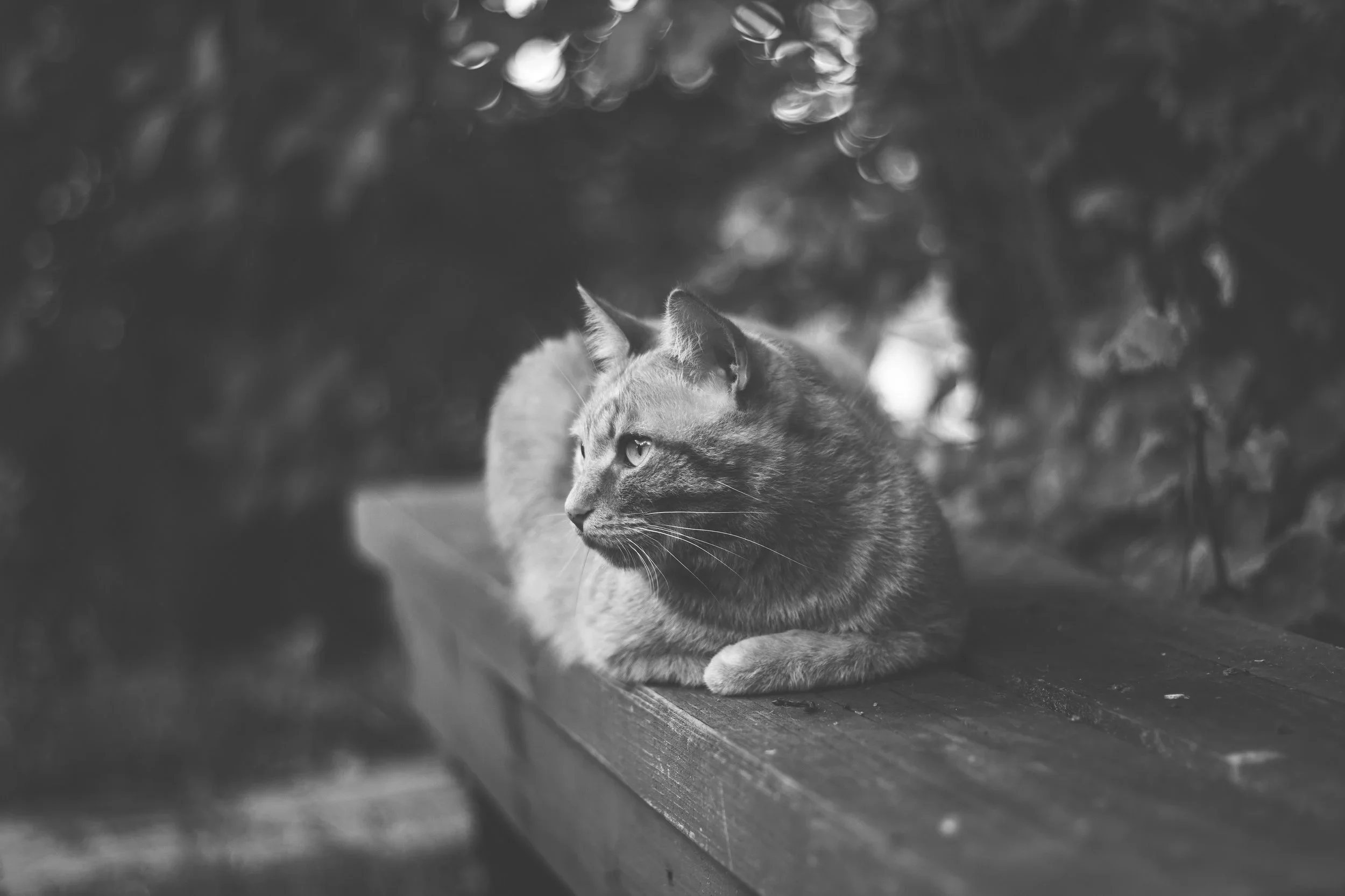 jerzy-dubovitsky-74062-unsplash.webp