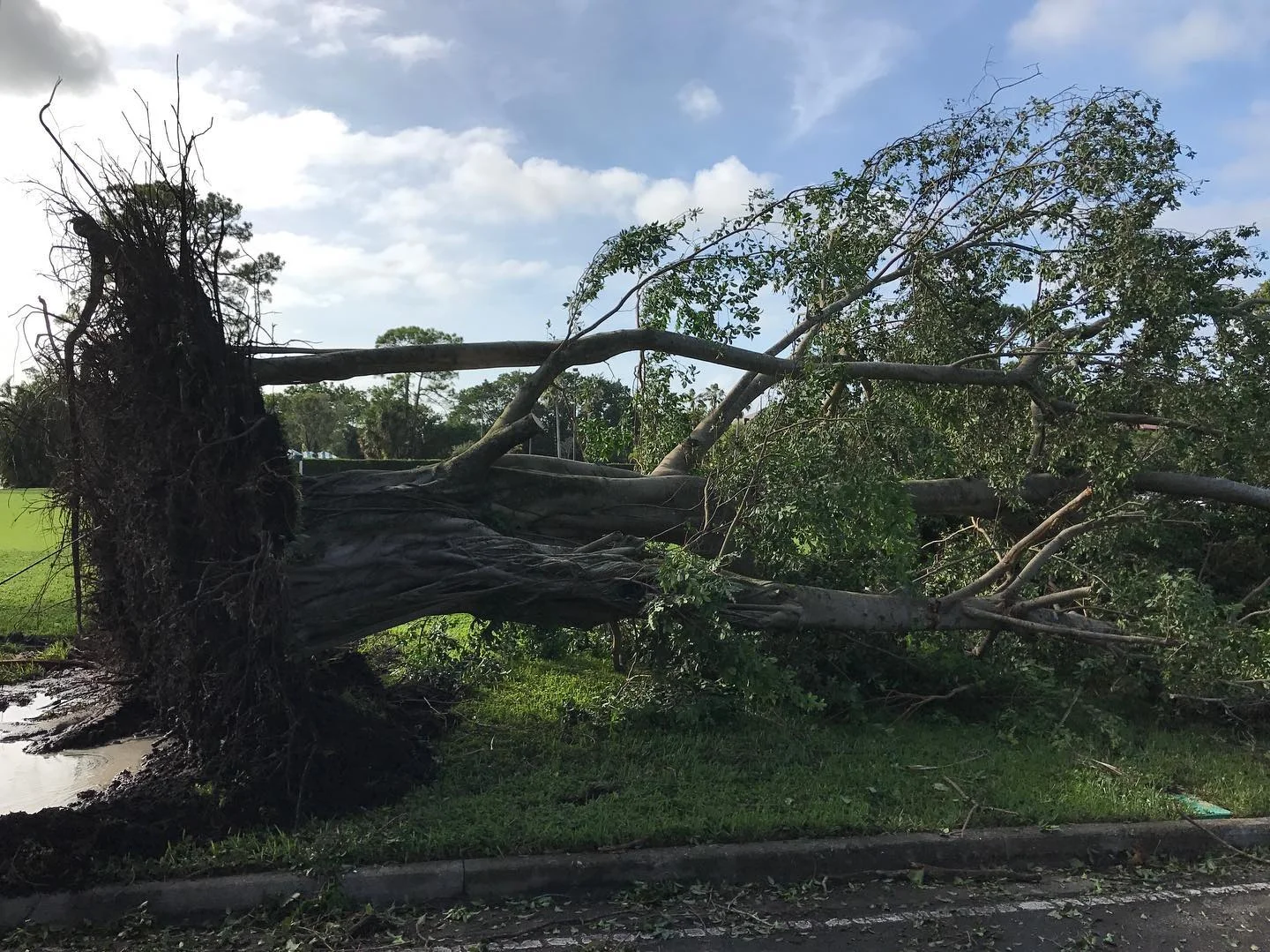 treedown.jpg