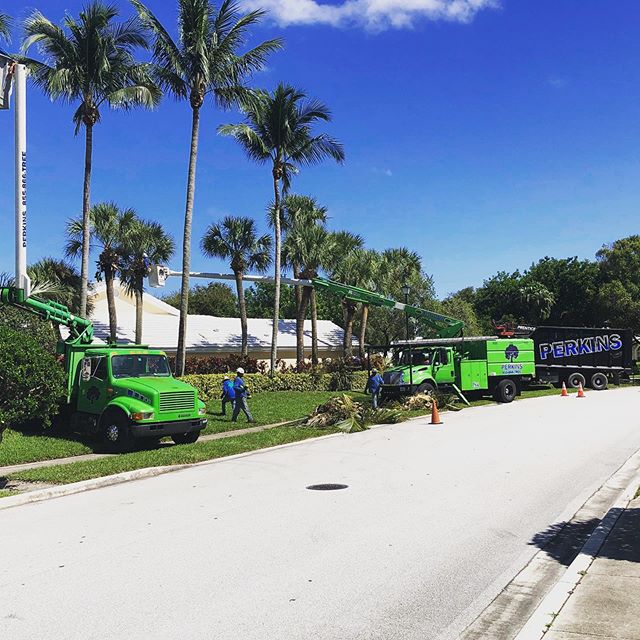 Enjoying the break in the humidity on Bear Island here in West Palm Beach today. Looking forward to some incredible weather in days to come. #Bearisland #westpalmbeach #fallweather #treeservice #palms #perkinstree