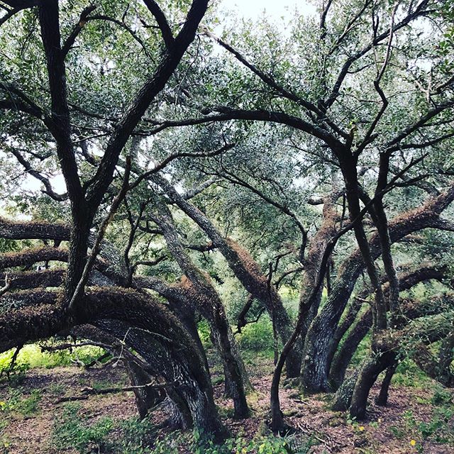 An Amazing Native Multiple Leader Ranch Oak. #ranchoak #perkinstree #florida #oaktrees #trees