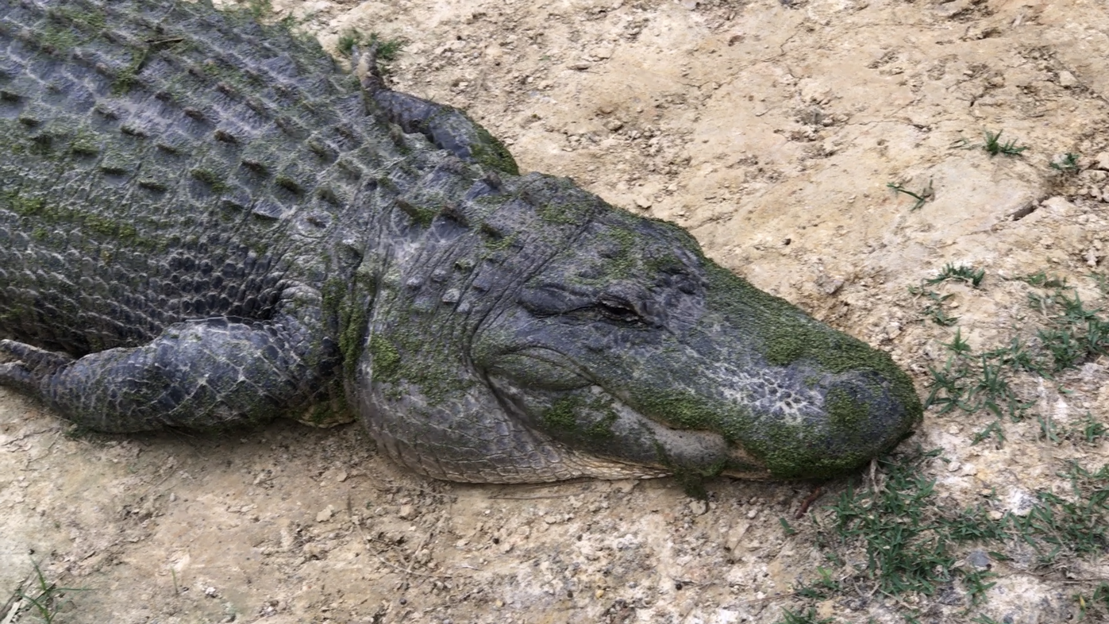 SWAMP TOUR - Fulltime RVing Florida to New Orleans - TRIPPED RV