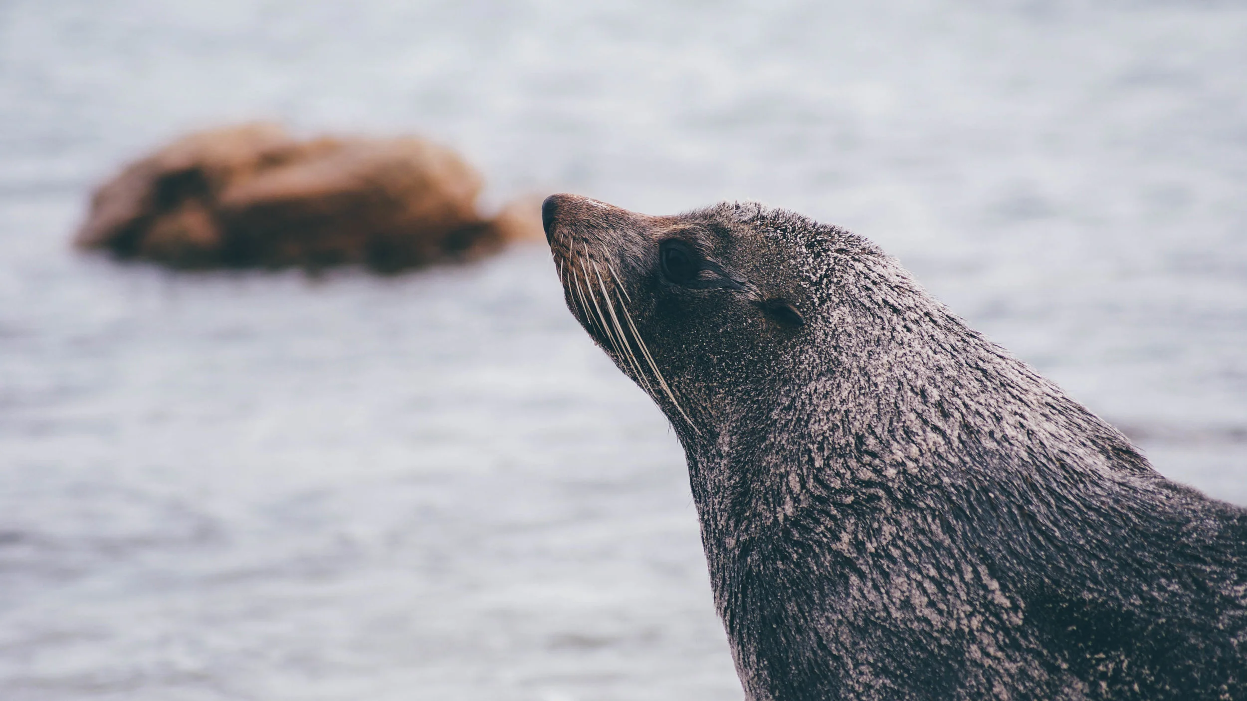 The Best Town in Alaska for Wildlife Viewing