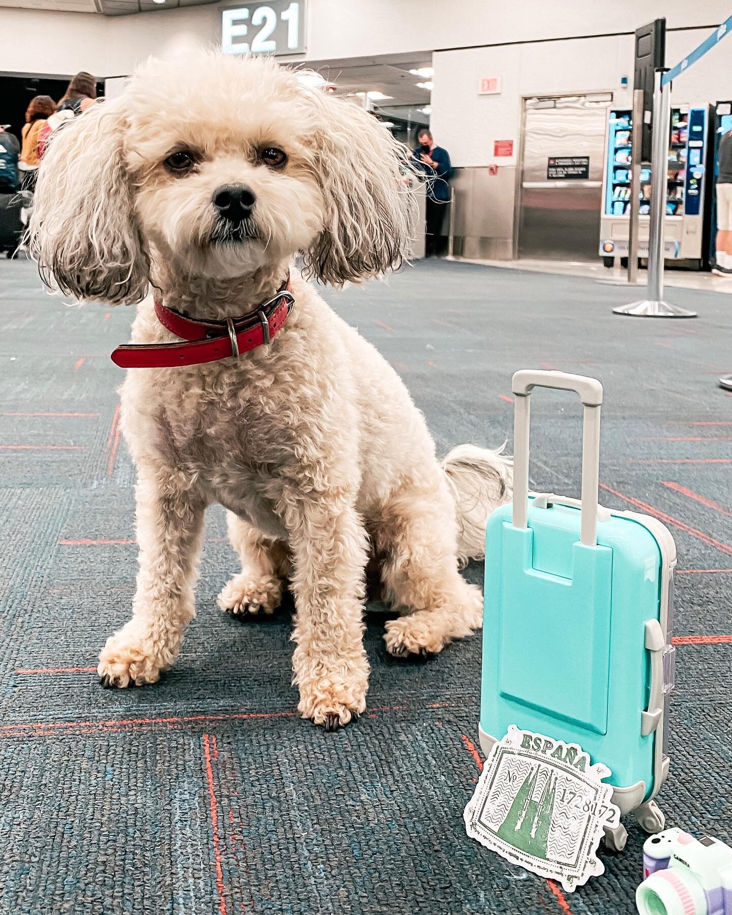 ✨Collect moments not things -Pepper 🐶
*SAVE THIS POST*

Today we fly MIA-MAD, one of the shortest transatlantic flights, to begin 50 days in Europe.

Pepper is no stranger to flying, but this is her longest flight at 8hrs 25min in the air, which was