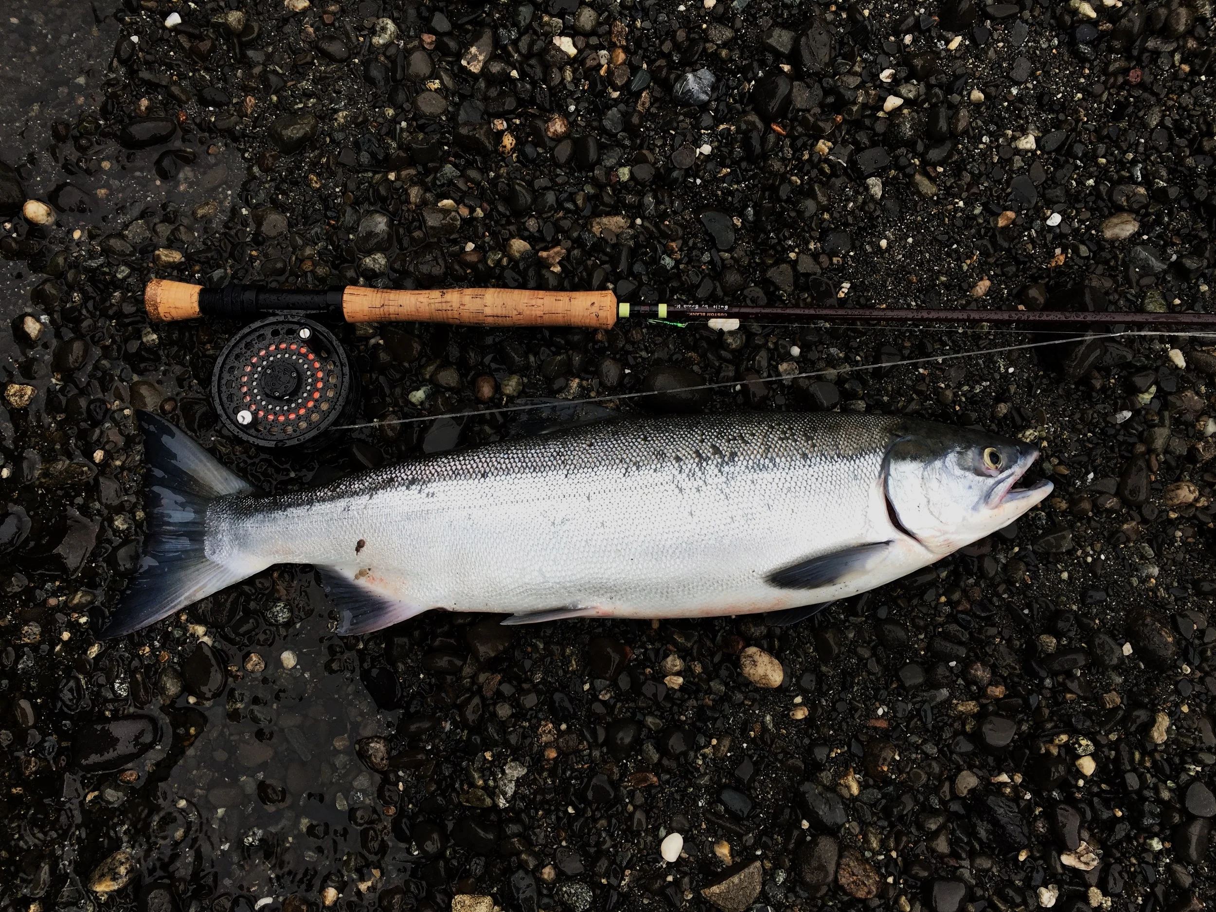 Sockeye Salmon - Photo by Jenae Kesey