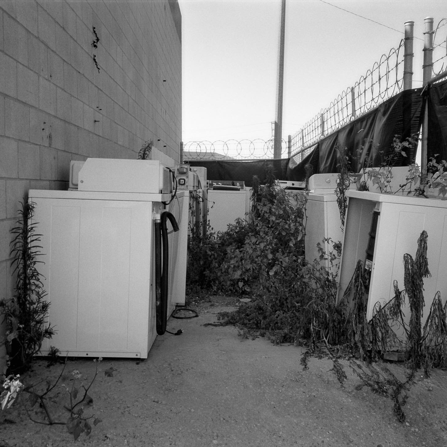 Excess #dalygrain 
&bull;
📸#nikonl35af 
🔎#lens 35mmf2.8
🎞️#kodaktmax100 
&bull;
#shootfilmstaybroke #blackandwhitefilmphotography #filmphotography #venturacalifornia #californialiving #streetphotography #developedbydexters