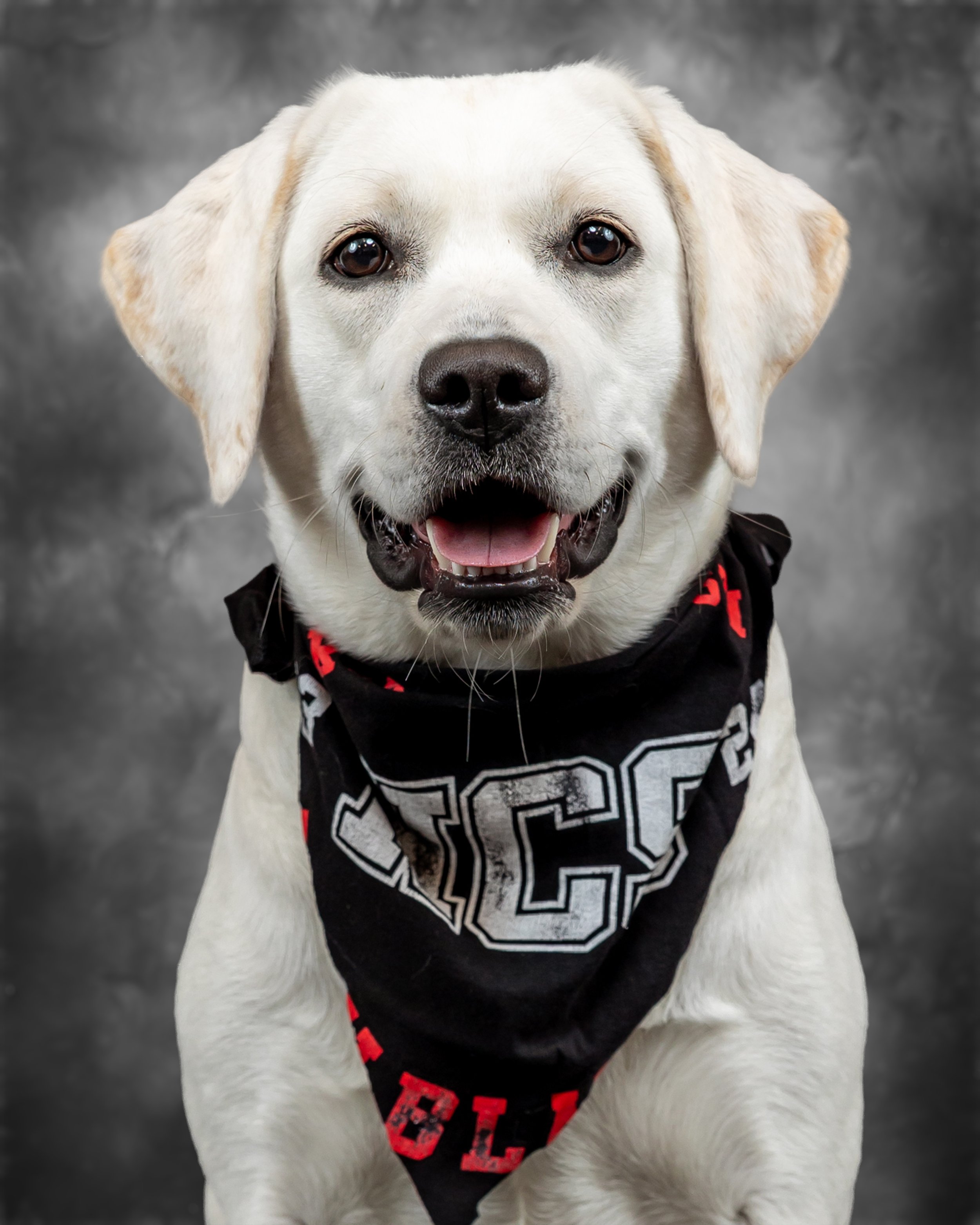 Ruby Blaze | Comfort Dog