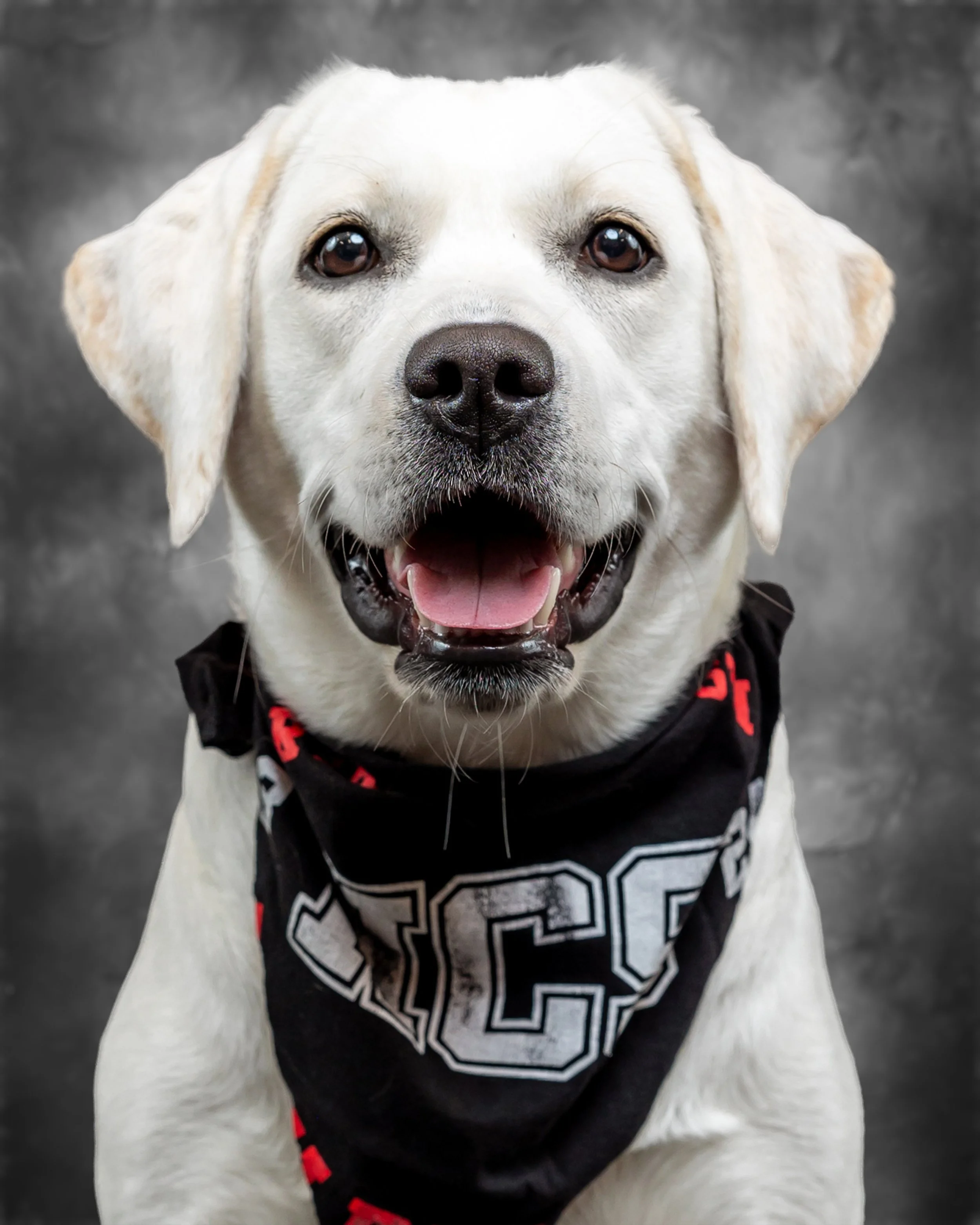 Ruby Blaze | Therapy Dog