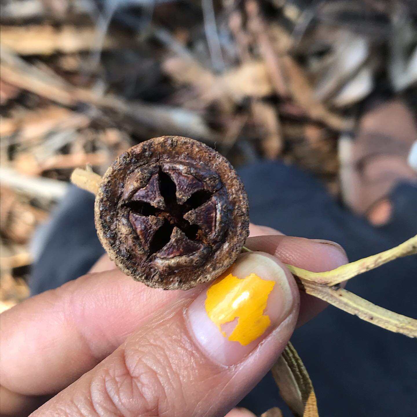 Sunset foraging ... in my socks... crunching along the leafy path full of pods bark n things...feeling joyful.

#forest #forager #delightfulness  #treadsoftly #eucalyptus #seedpods # #wild #greatsouthernwa #thingsinnature