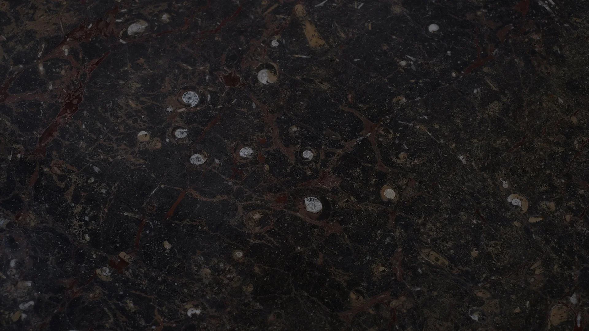 Fossil-Table-9.jpg