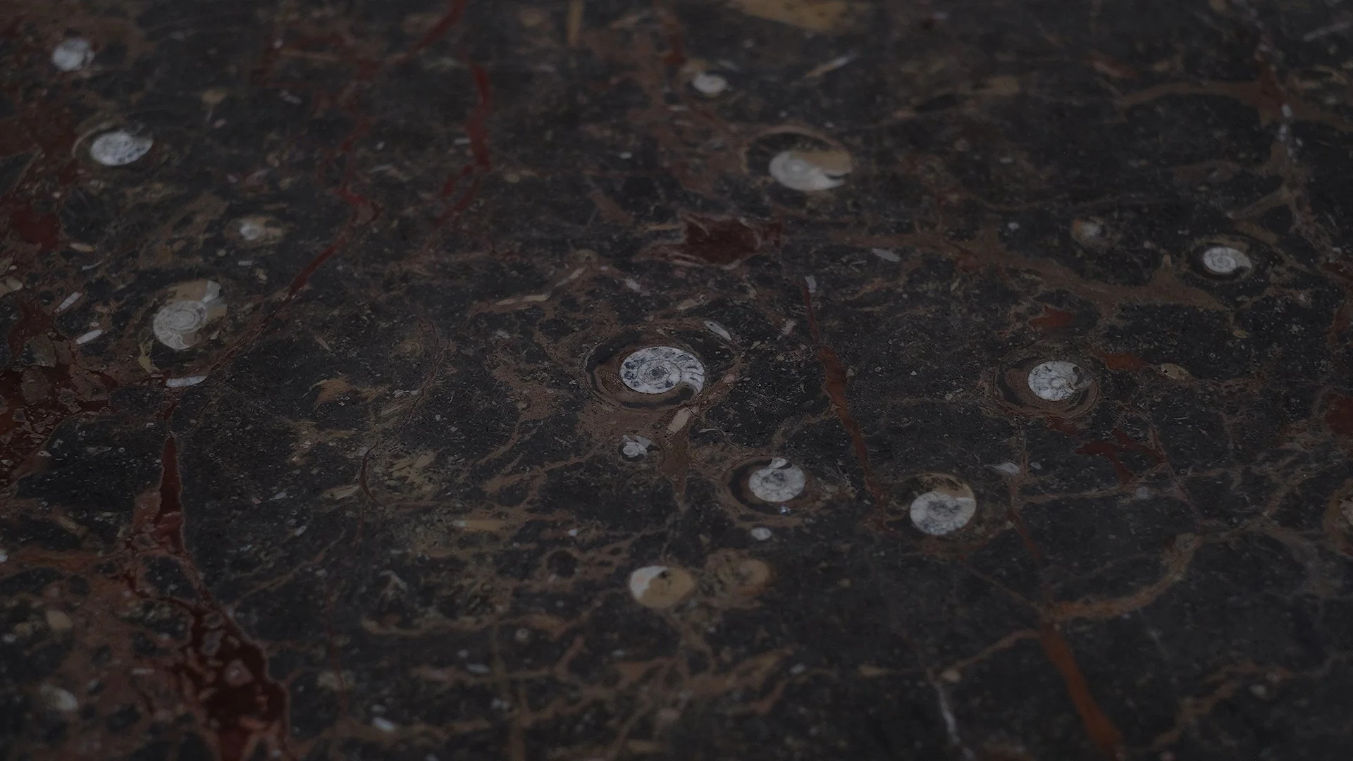 Fossil-Table-12.jpg