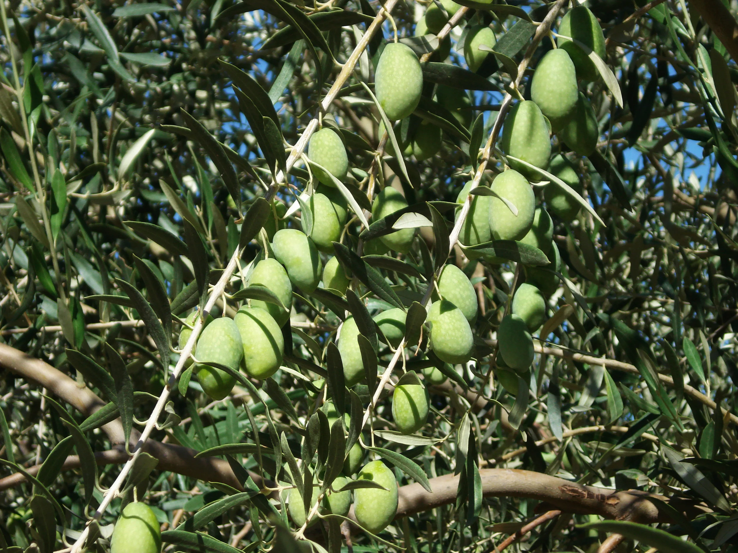 the olive.jpg