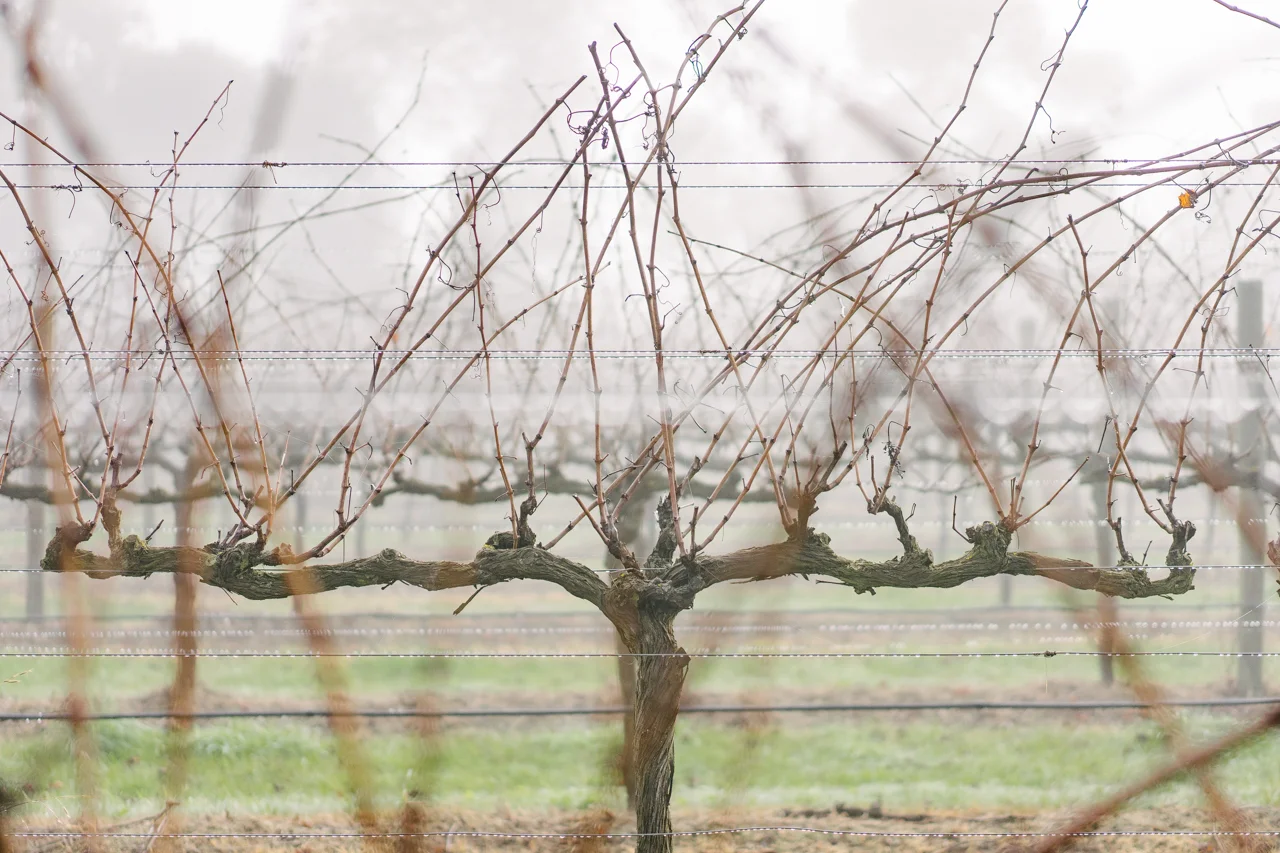 2019-06-foggy-vine.jpg