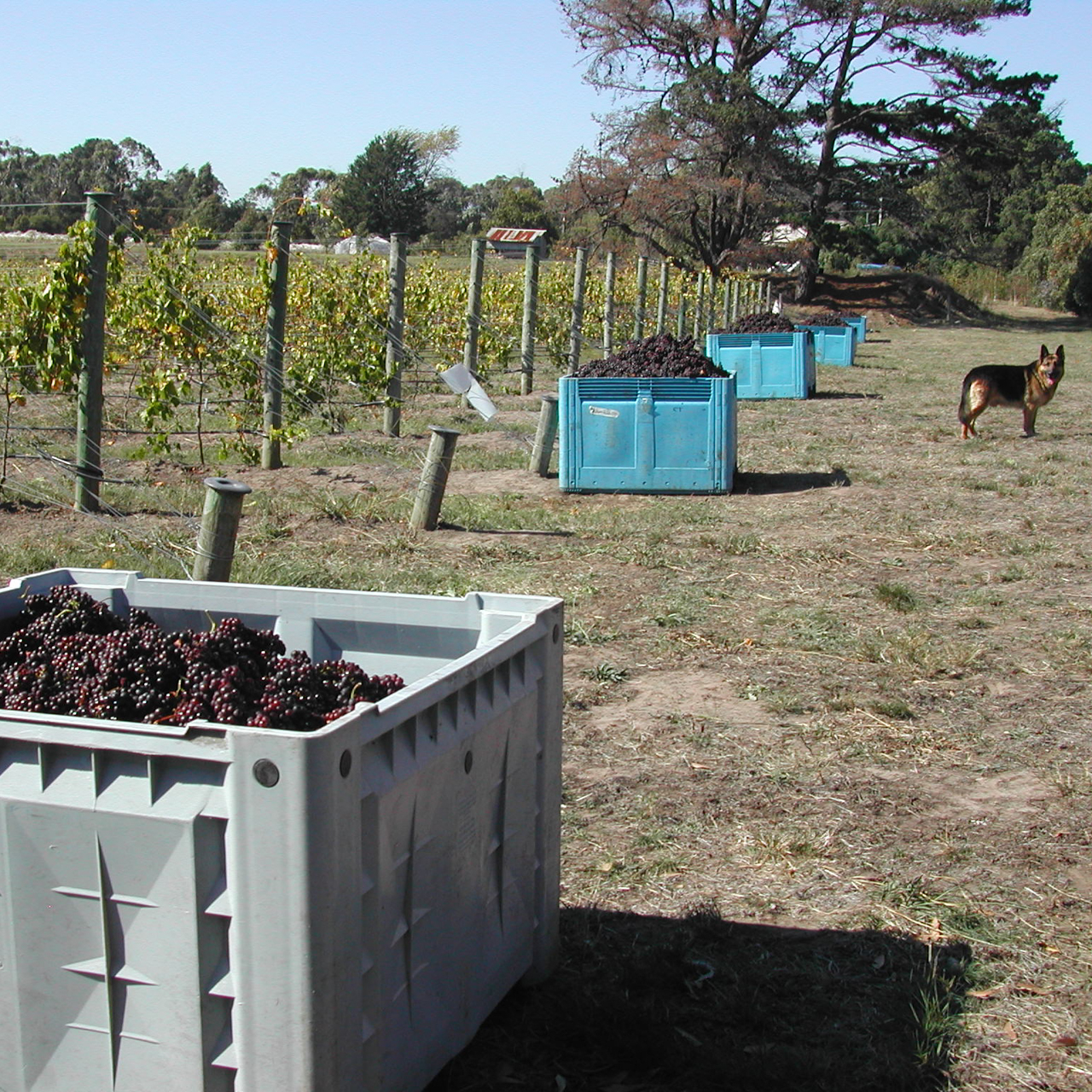 Muscat grapes, 2003 vintage