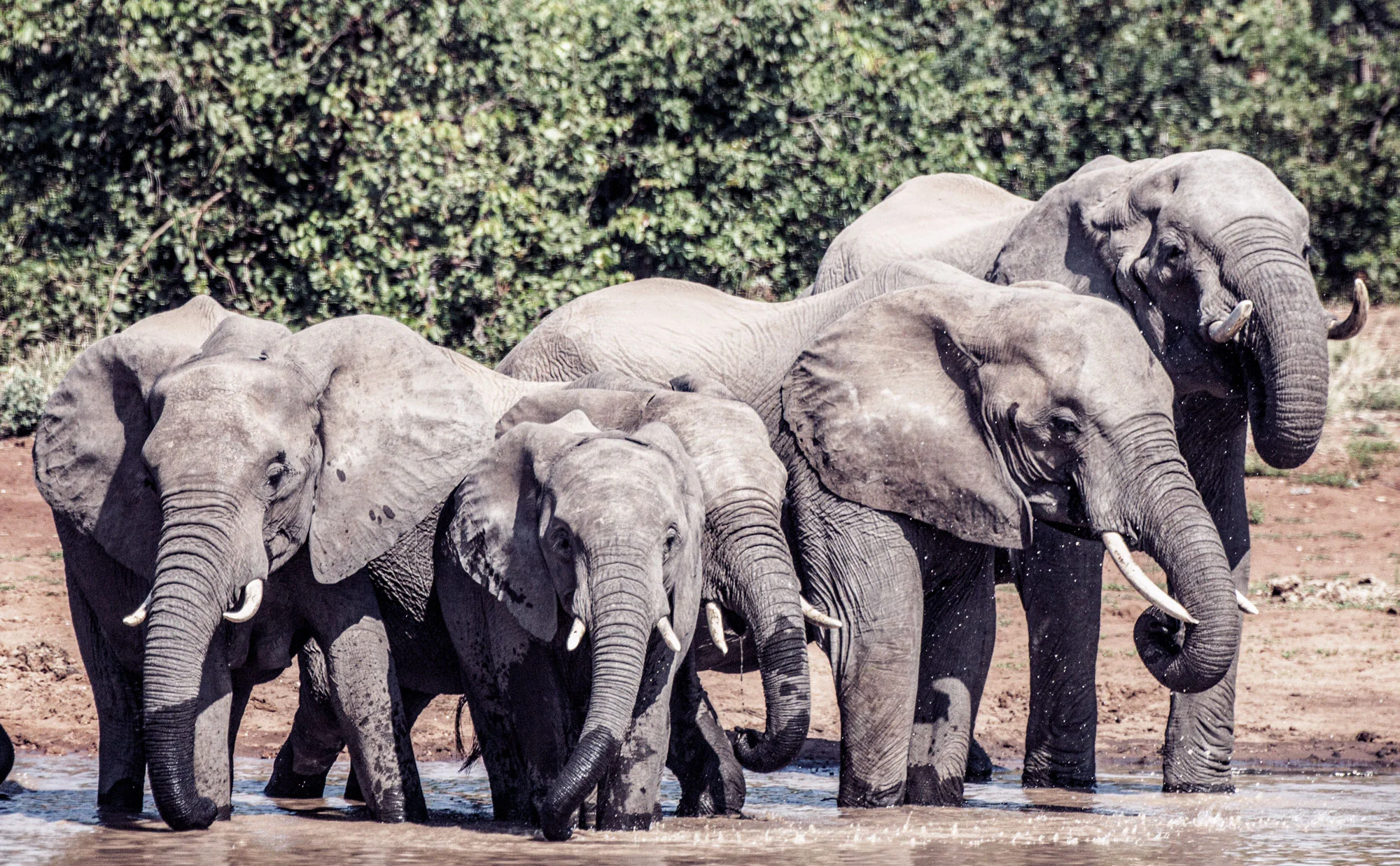 Kruger-Elephants.jpg