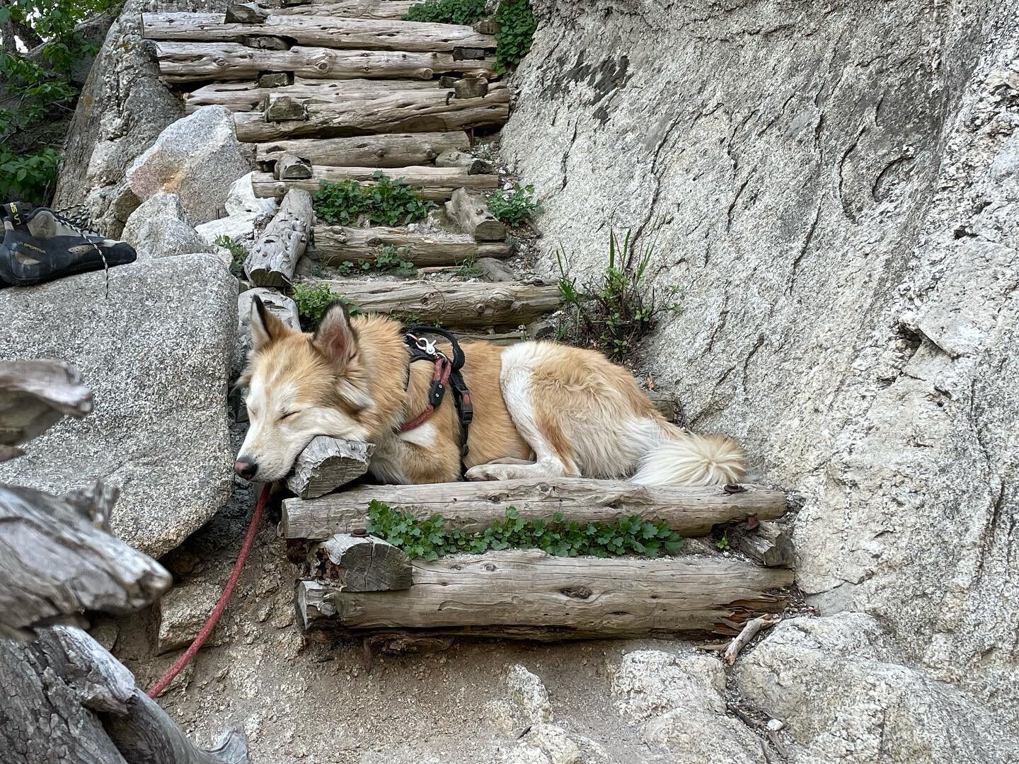 Crag dog 💜
_
_
_
_