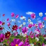 flowers-150x150.jpg