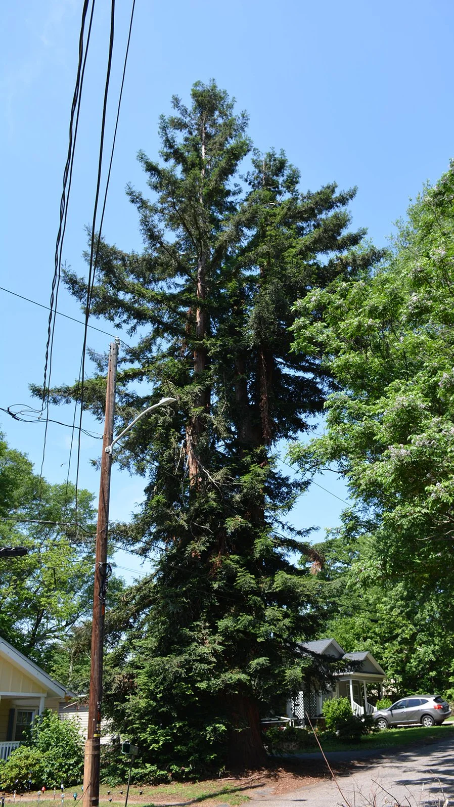 Noble Tree Contest — Hatcher Garden