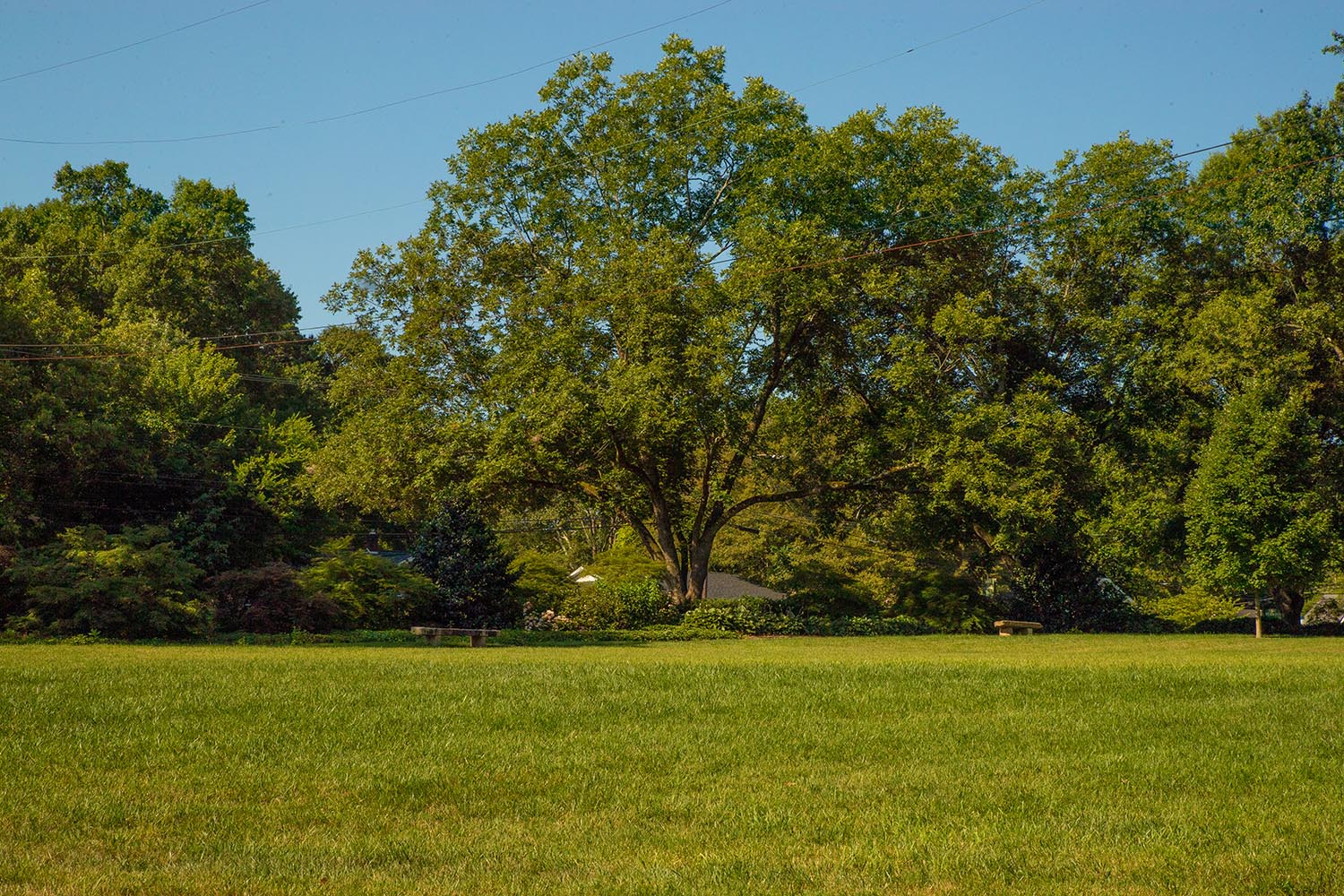 The Park.jpg