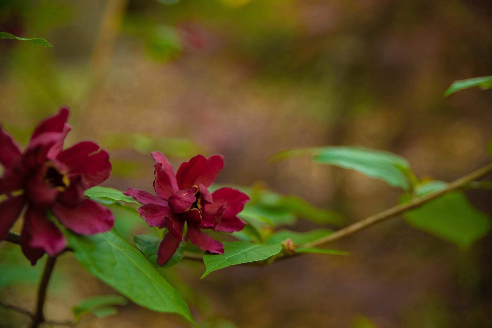 Carolina Sweetshrub.jpg