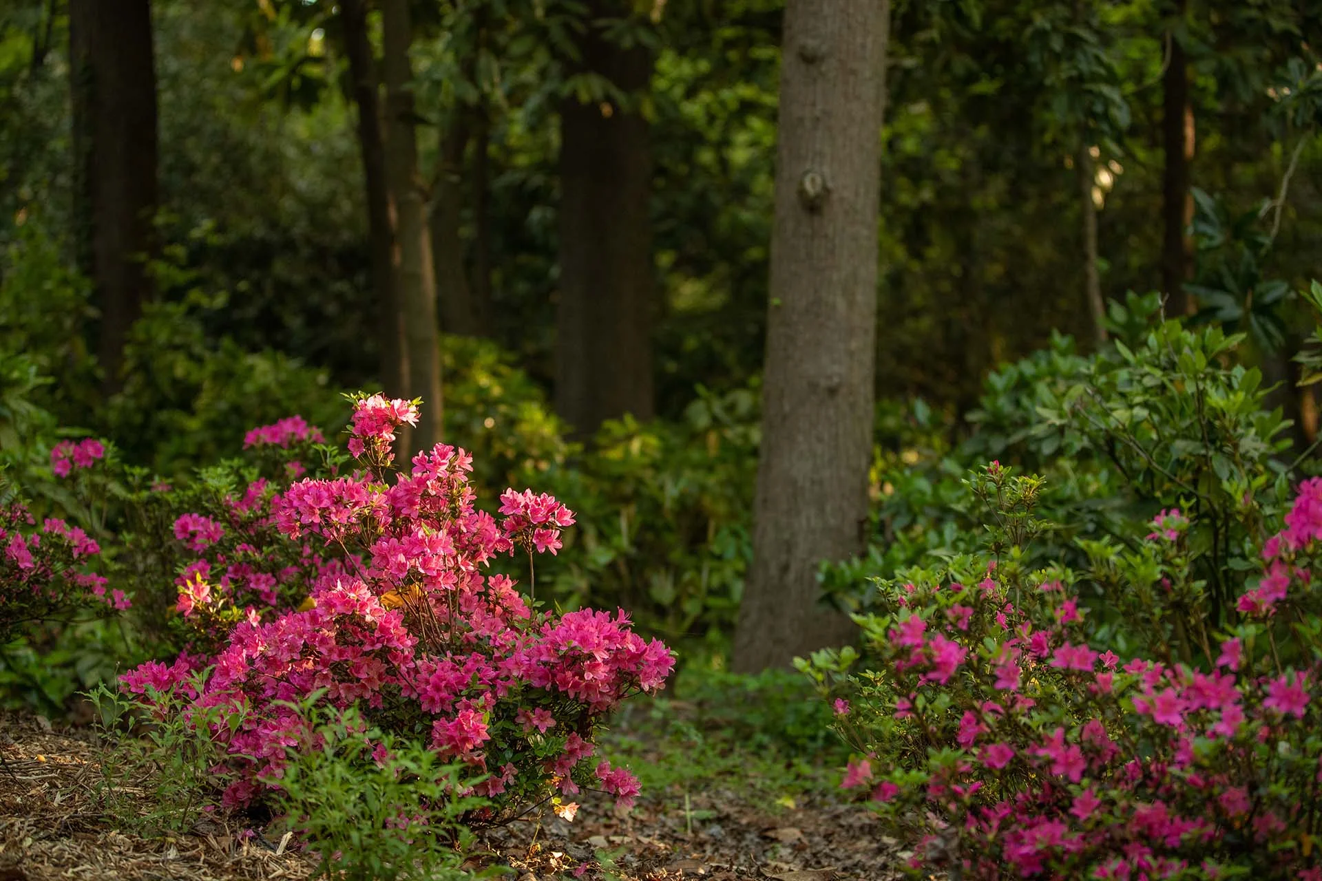 Walter Soderberg Ericaceous Collection