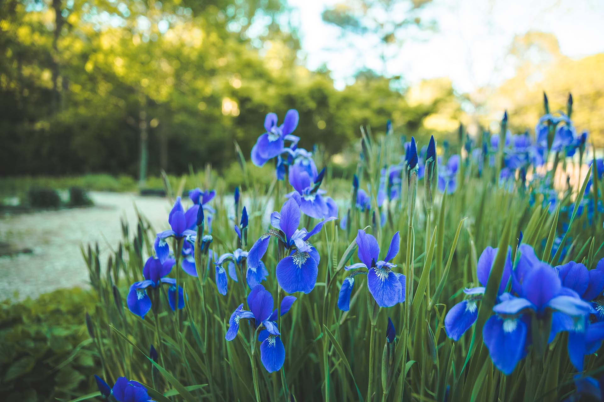 Water Wise Garden 3.jpg