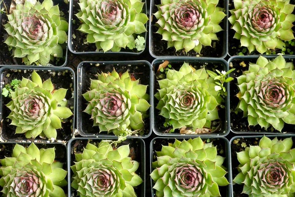Fall Plant Sale