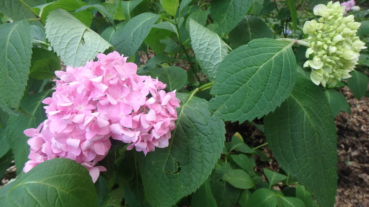 Hatcher Garden Celebrates National Garden Week With a Container Garden Giveaway
