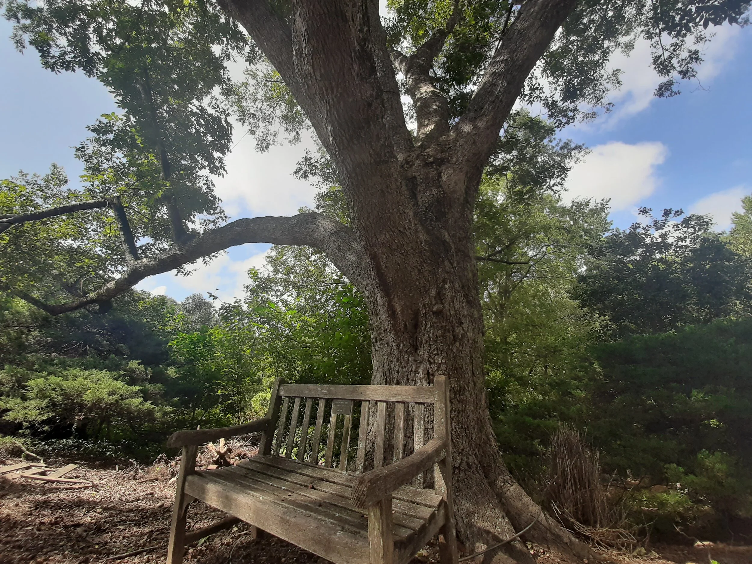 Hatcher Garden Launches The Noble Trees of Spartanburg County Contest