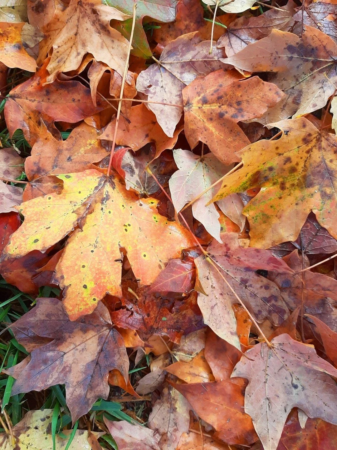 Fall for Hatcher Harvest Feast a Success!