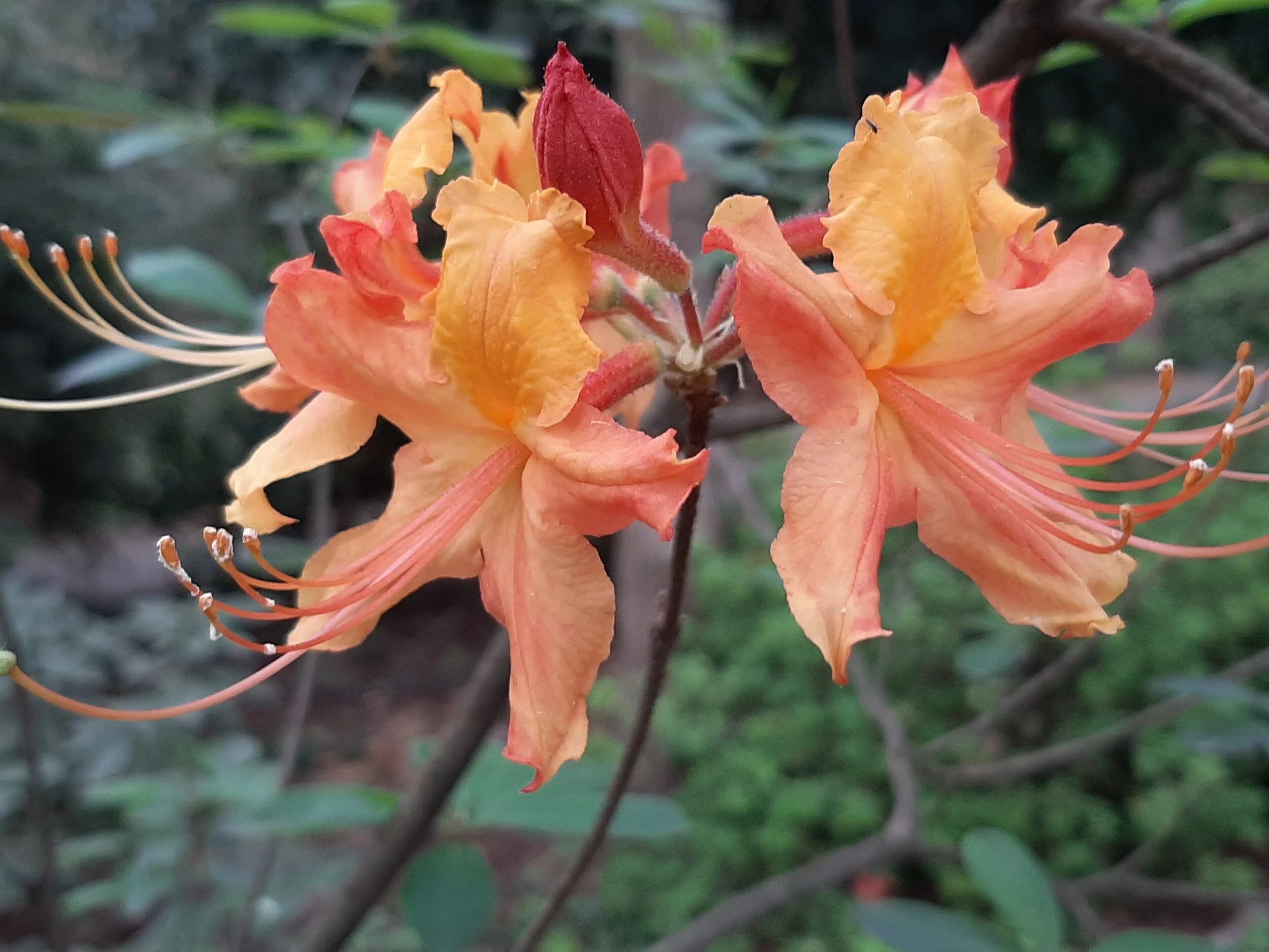 Hatcher Garden Highlighted in Forbes Article