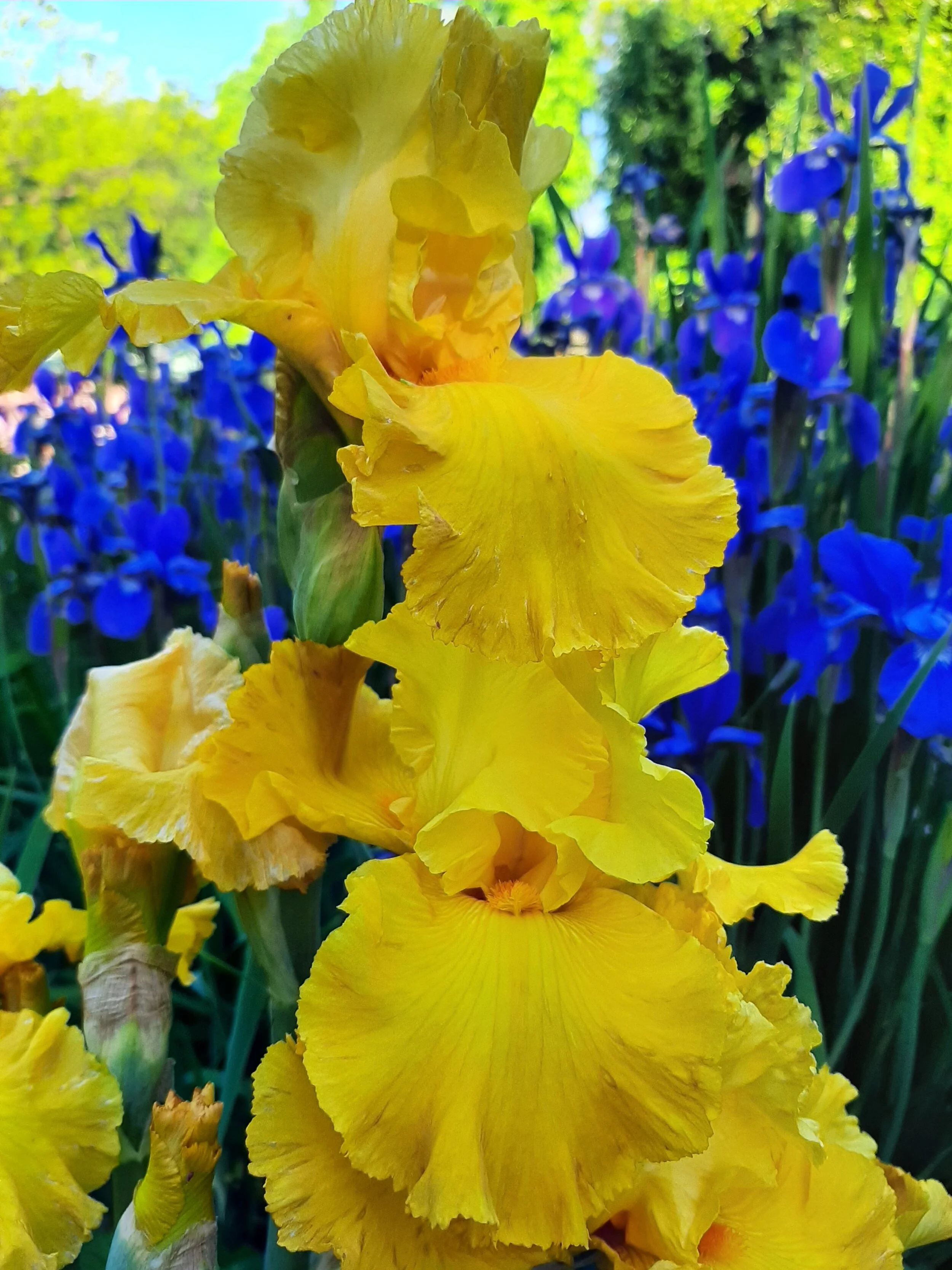 The Spectacular Beauty of Iris