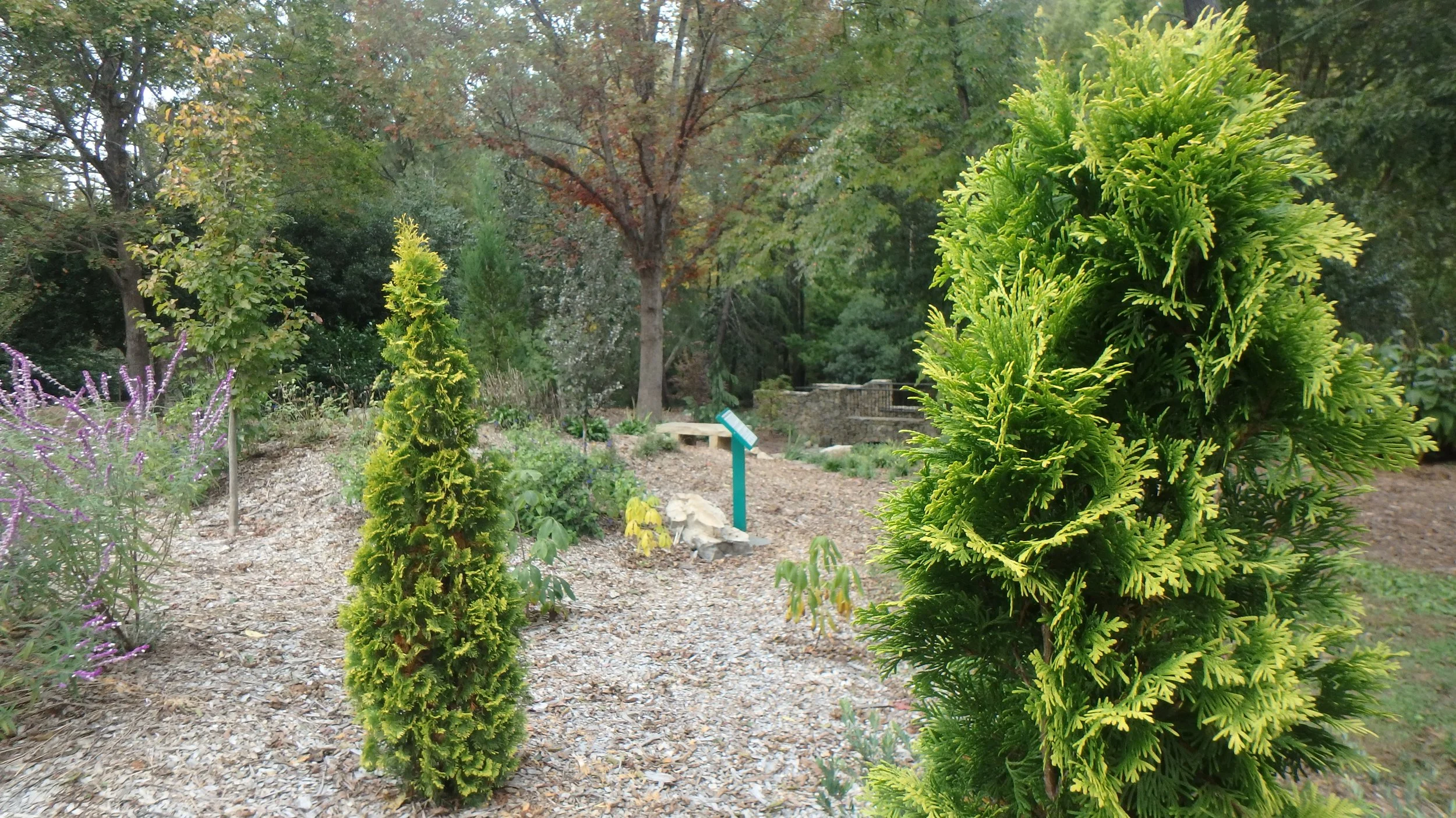 Hatcher Garden Featured in American Conifer Society Newsletter 