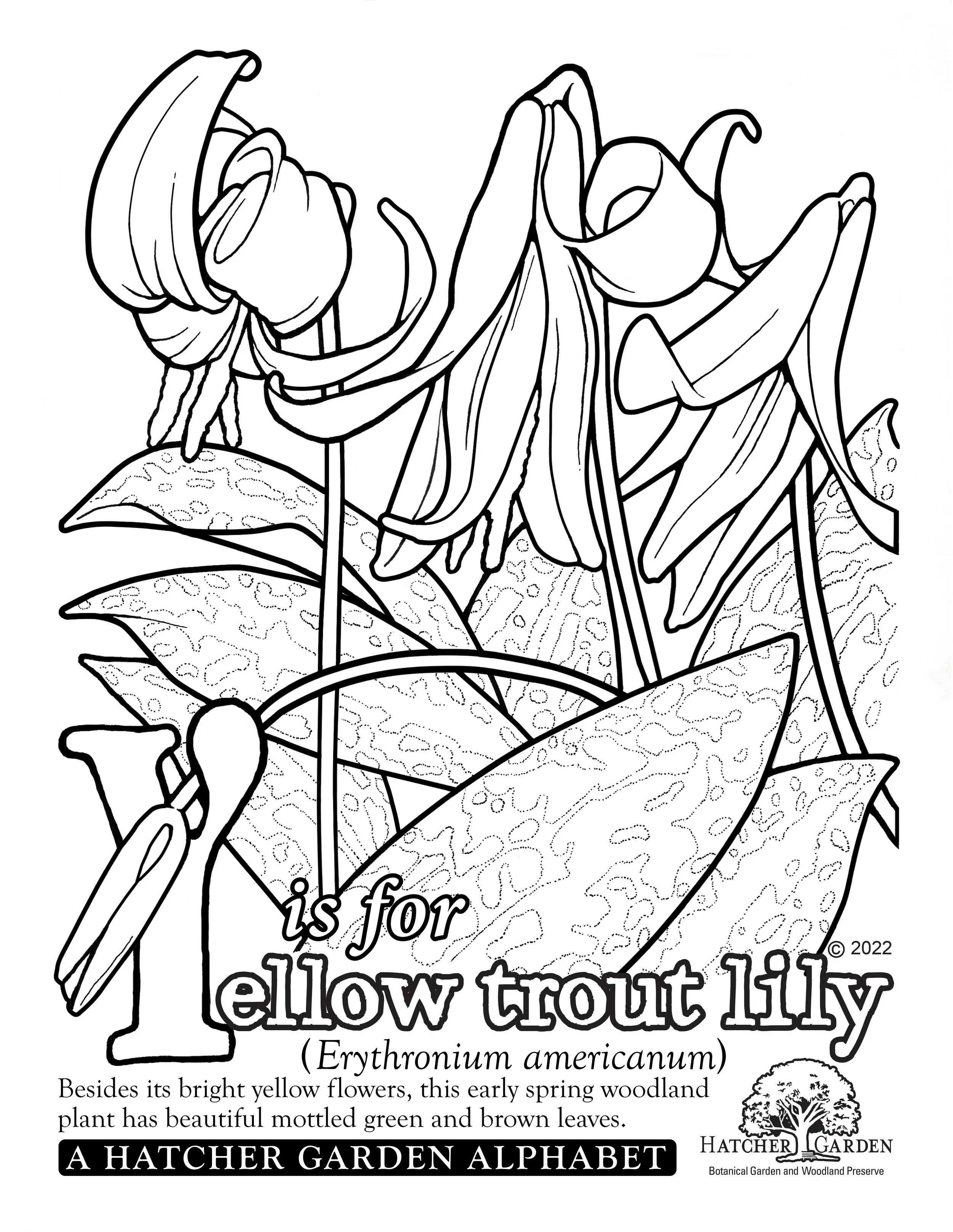 Y is for Yellow Trout Lily