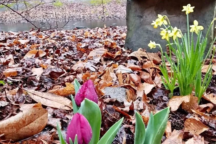 Anticipating Spring During the Rainy Days