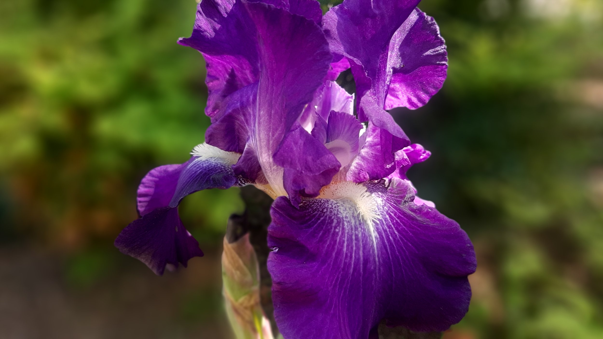 purple_iris.jpg