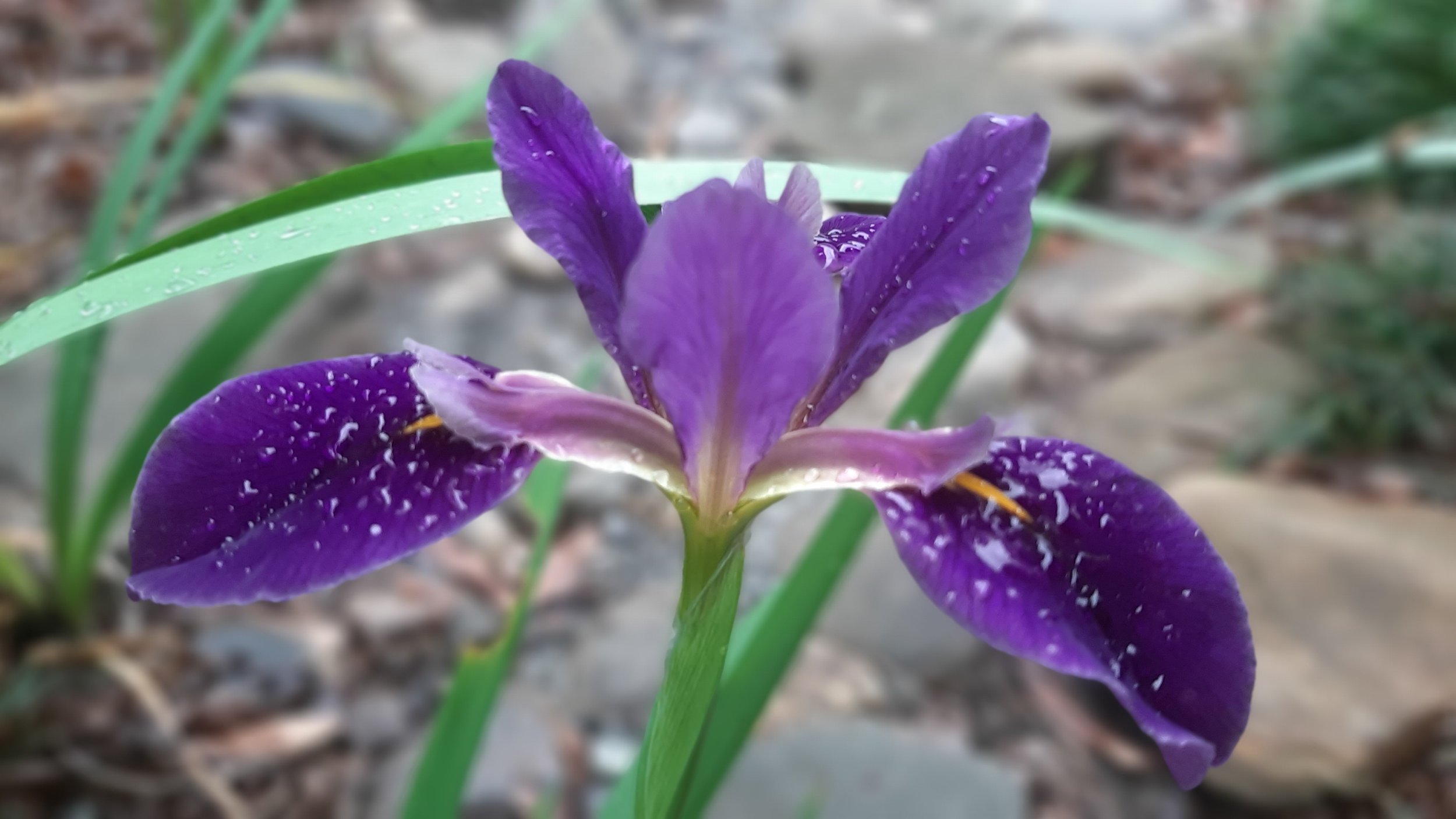 purple_iris2.jpg