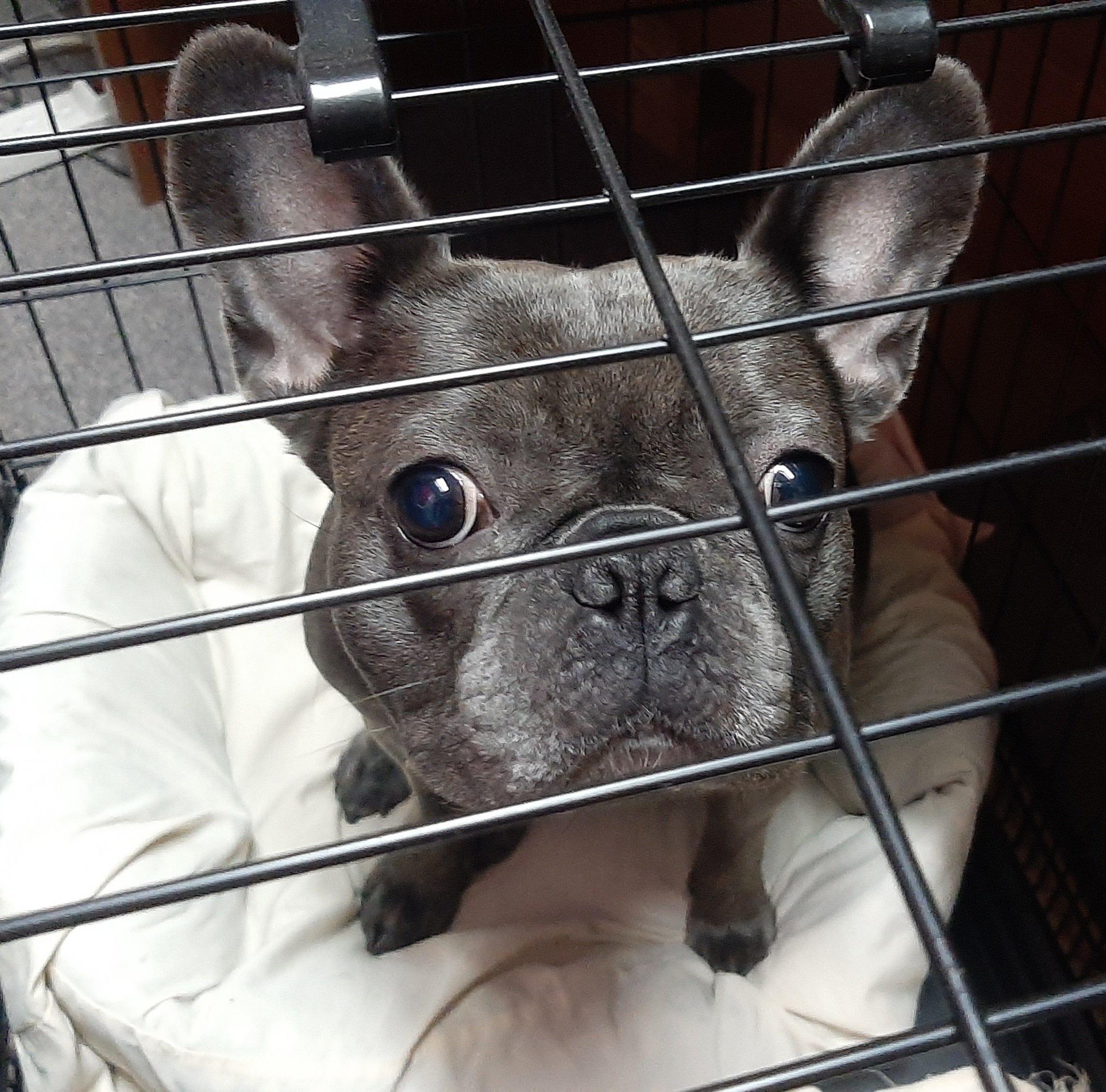 Fetch-a-Friend and Strut Your Mutt