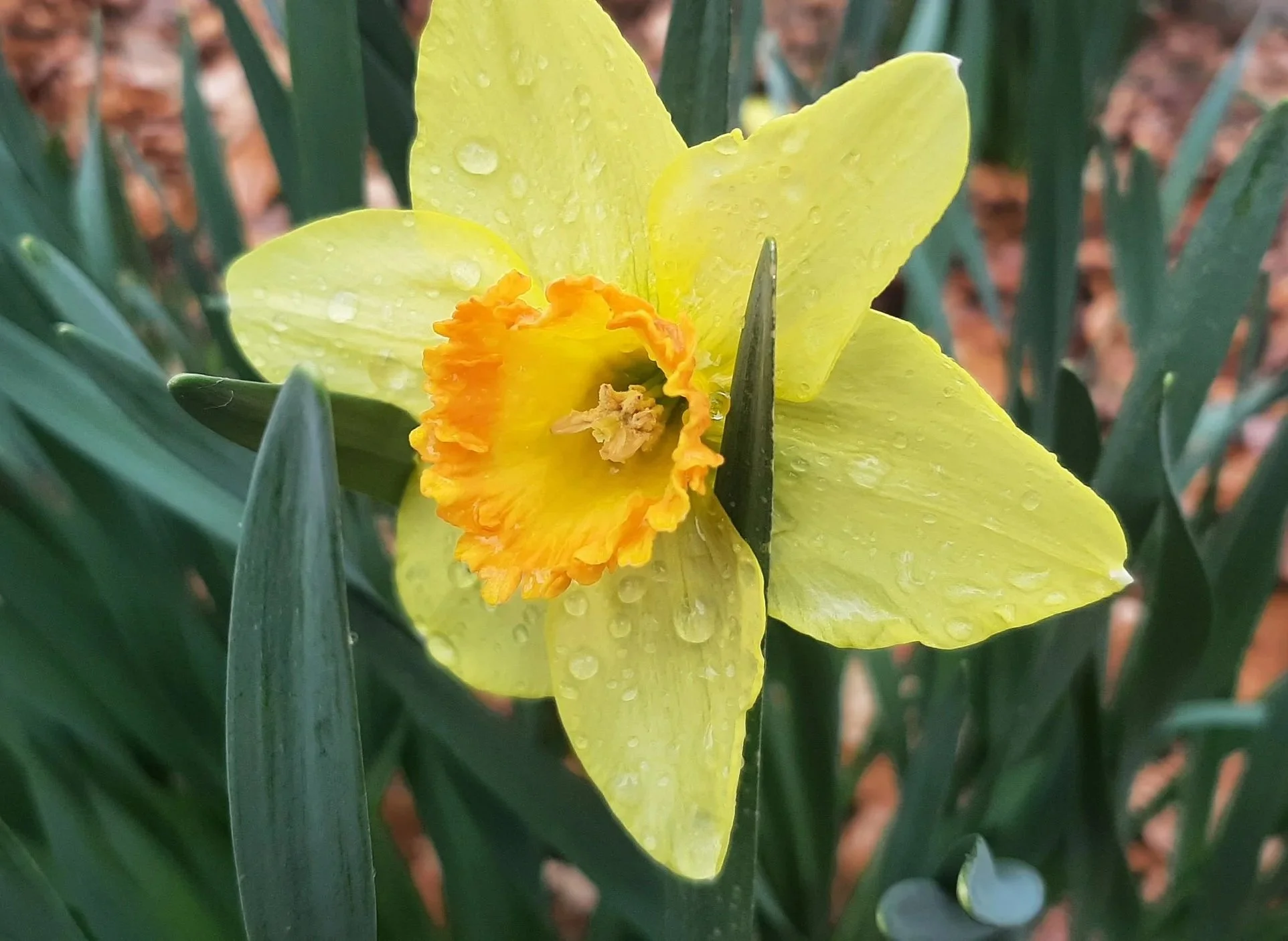 Awe Walks at Hatcher Garden  - February