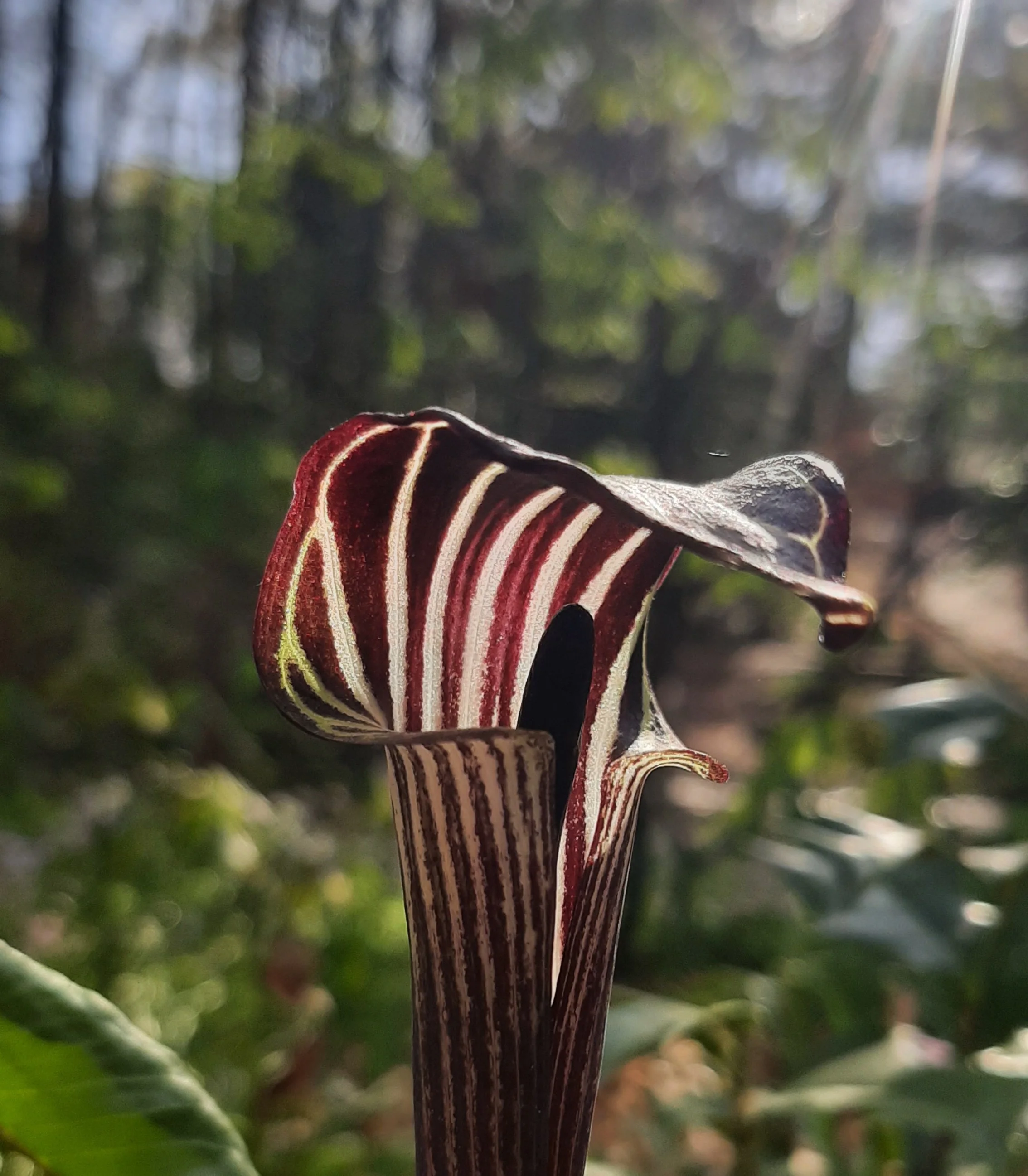 Easter Awe Walk at Hatcher Garden  - April