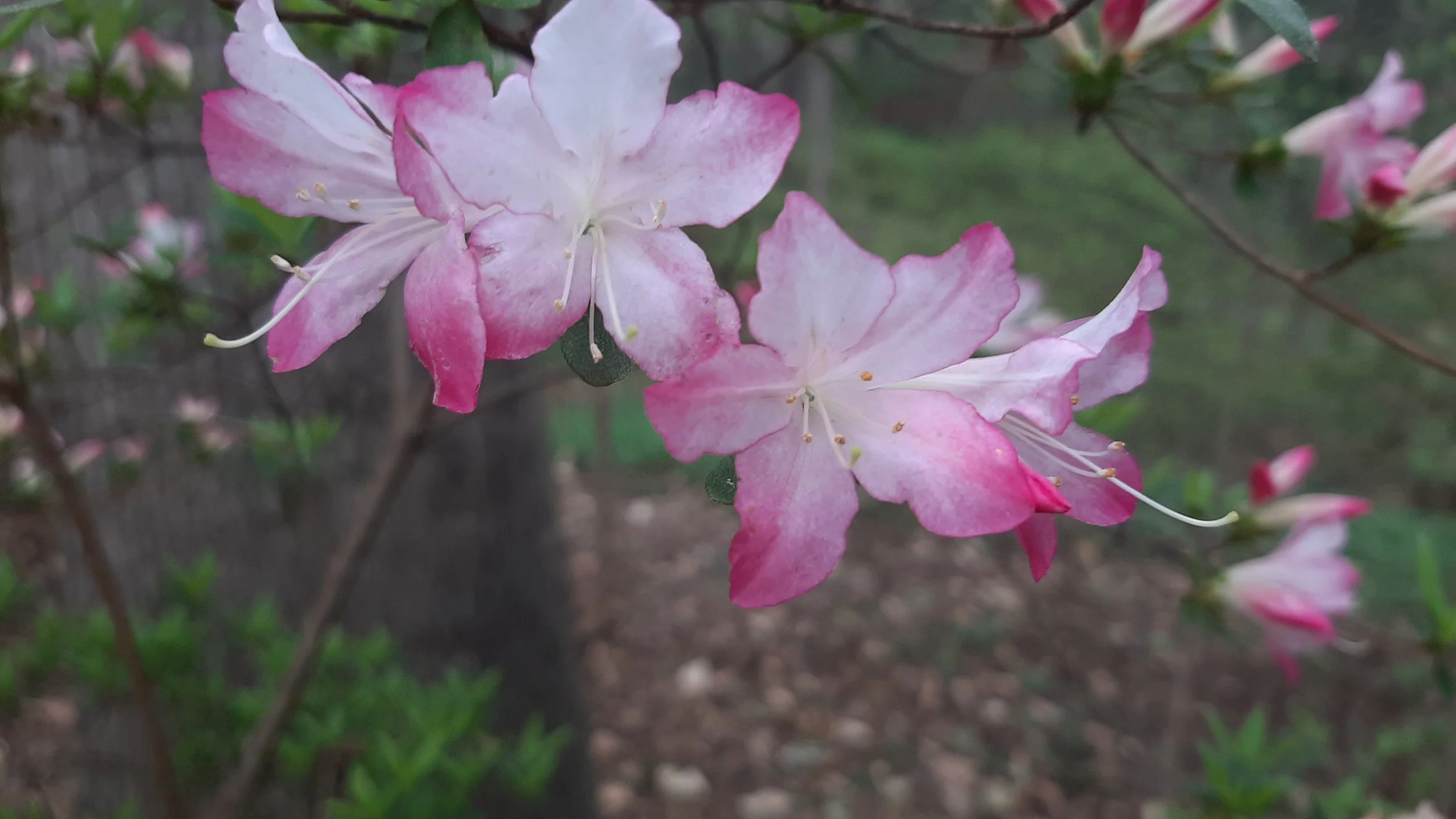 touch of pink az.jpg