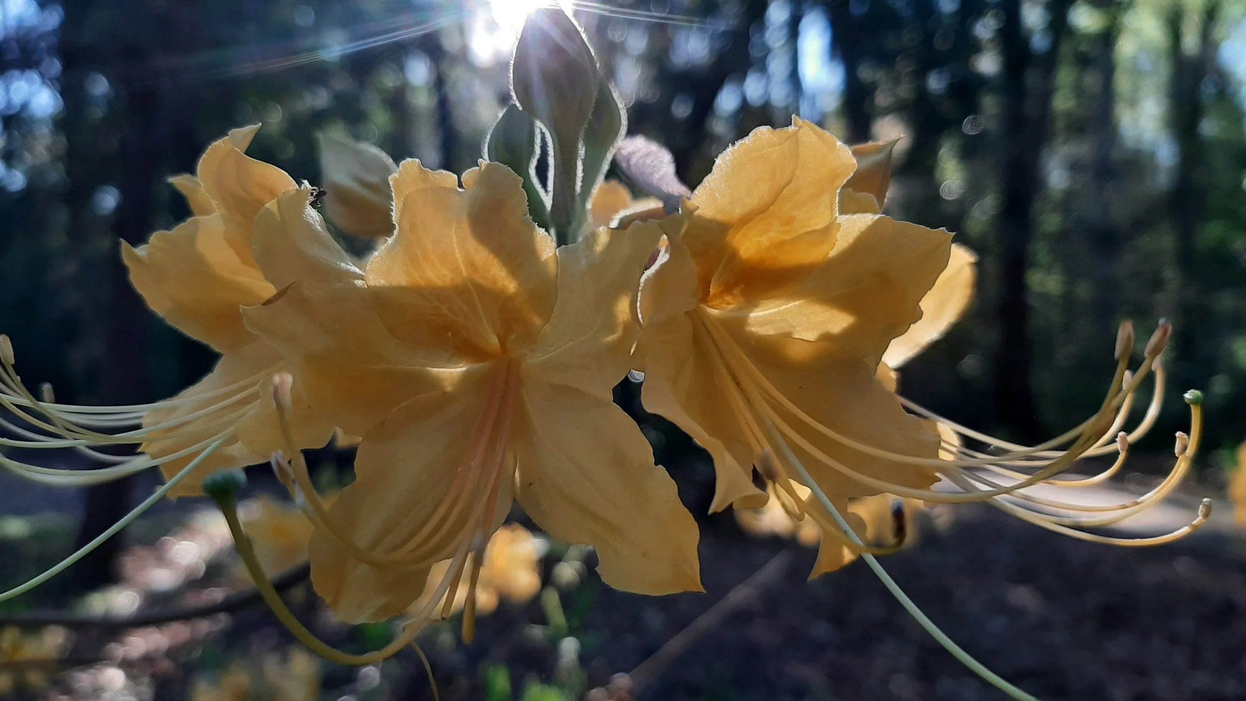 Easter Awe Walk at Hatcher Garden  - April
